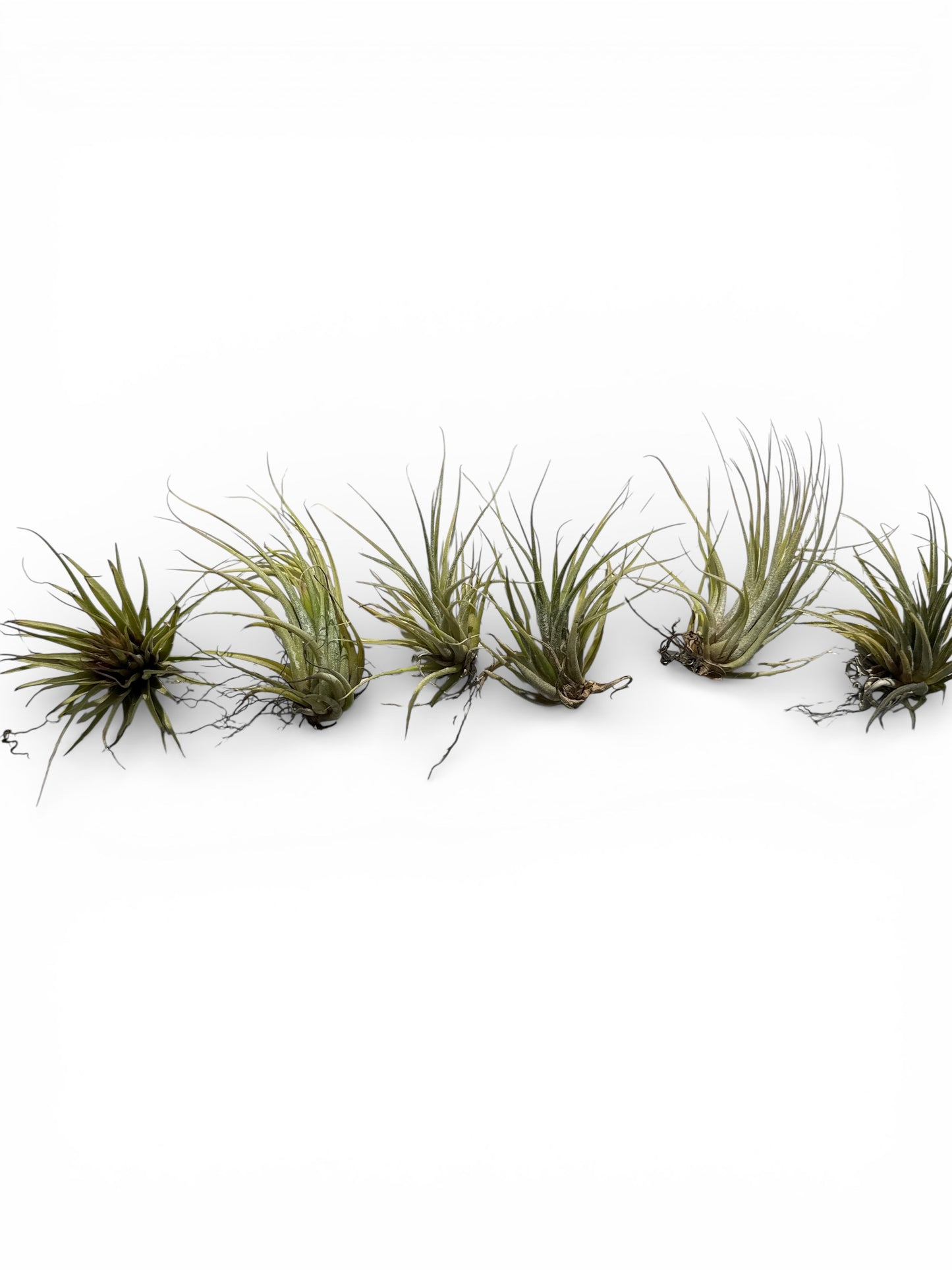 TILLANDSIA RUBRA REGULAR