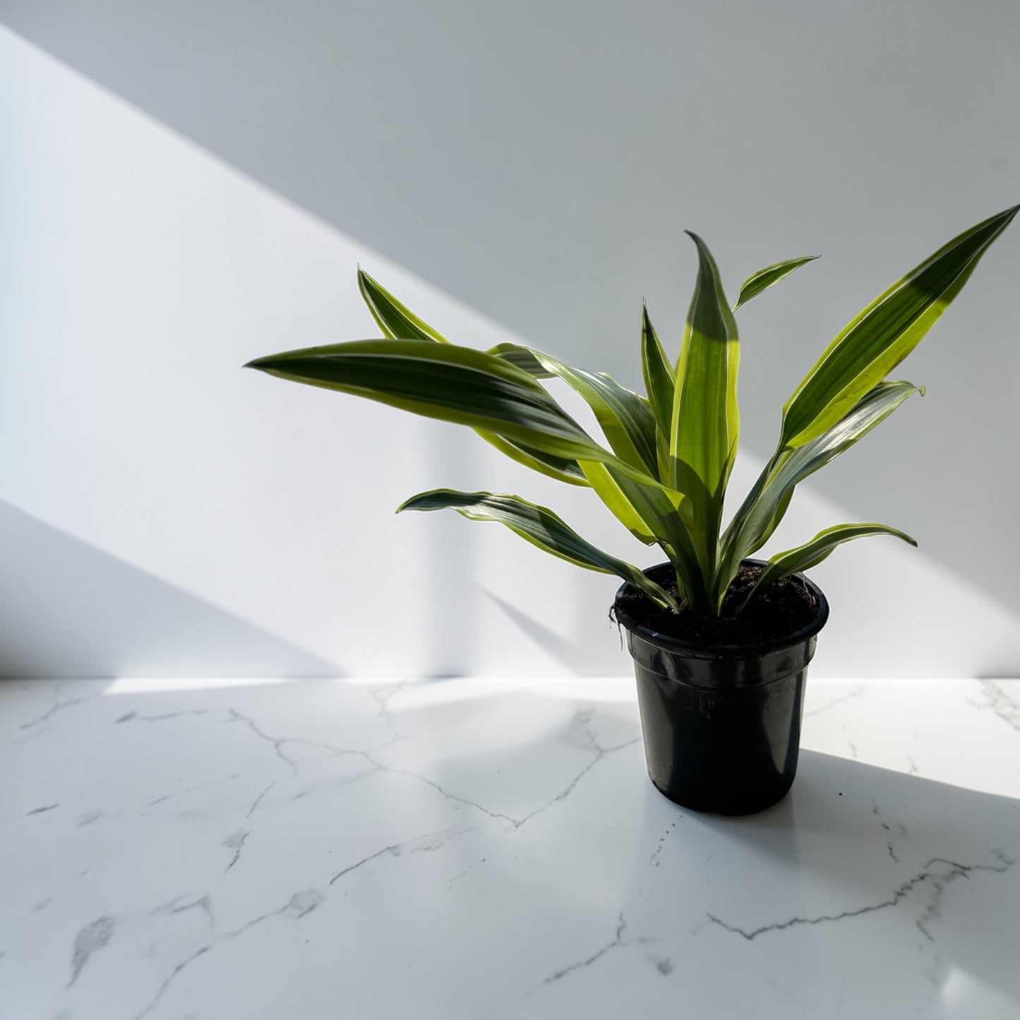 4" Dracaena Lemon Lime