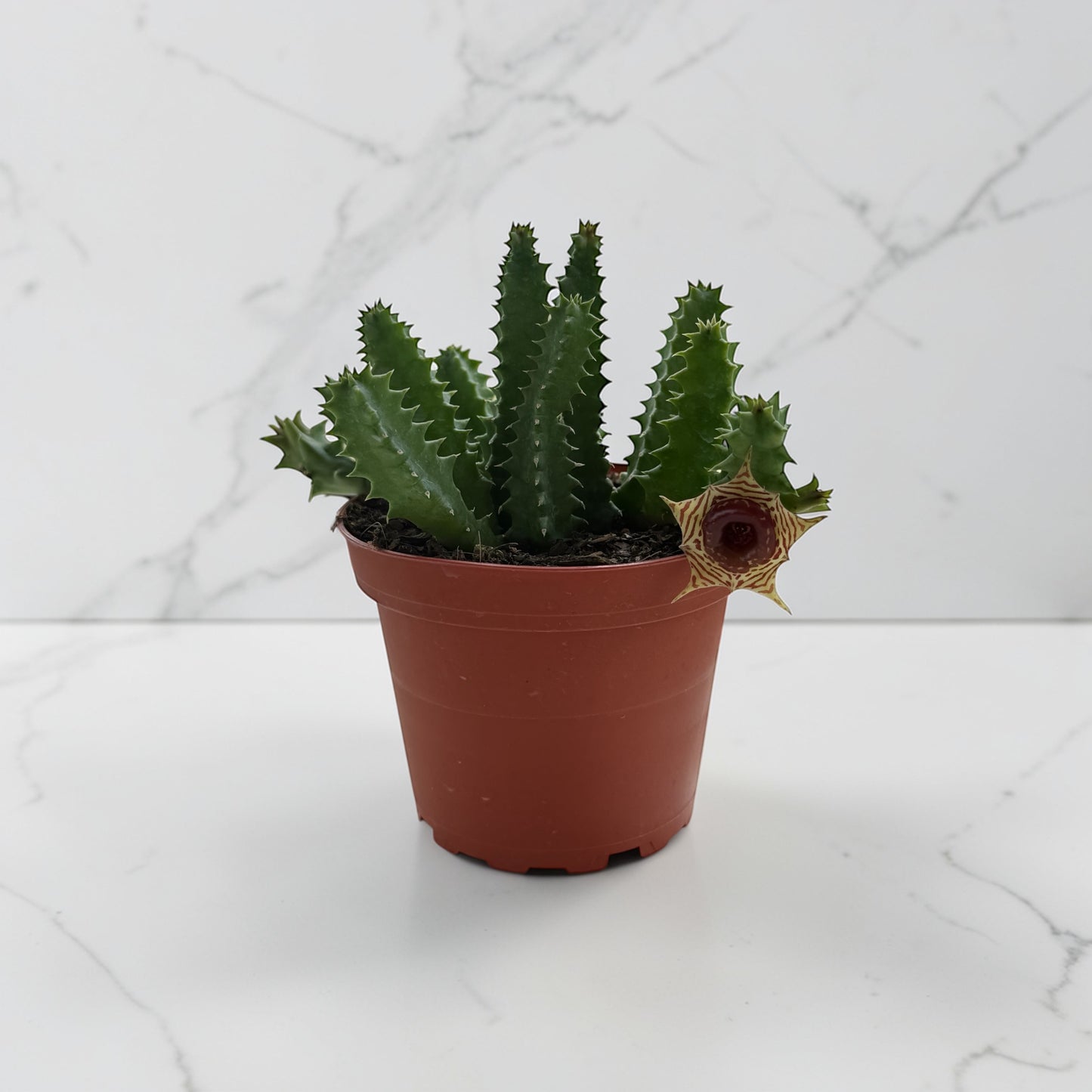 4” Cactus Lifesaver