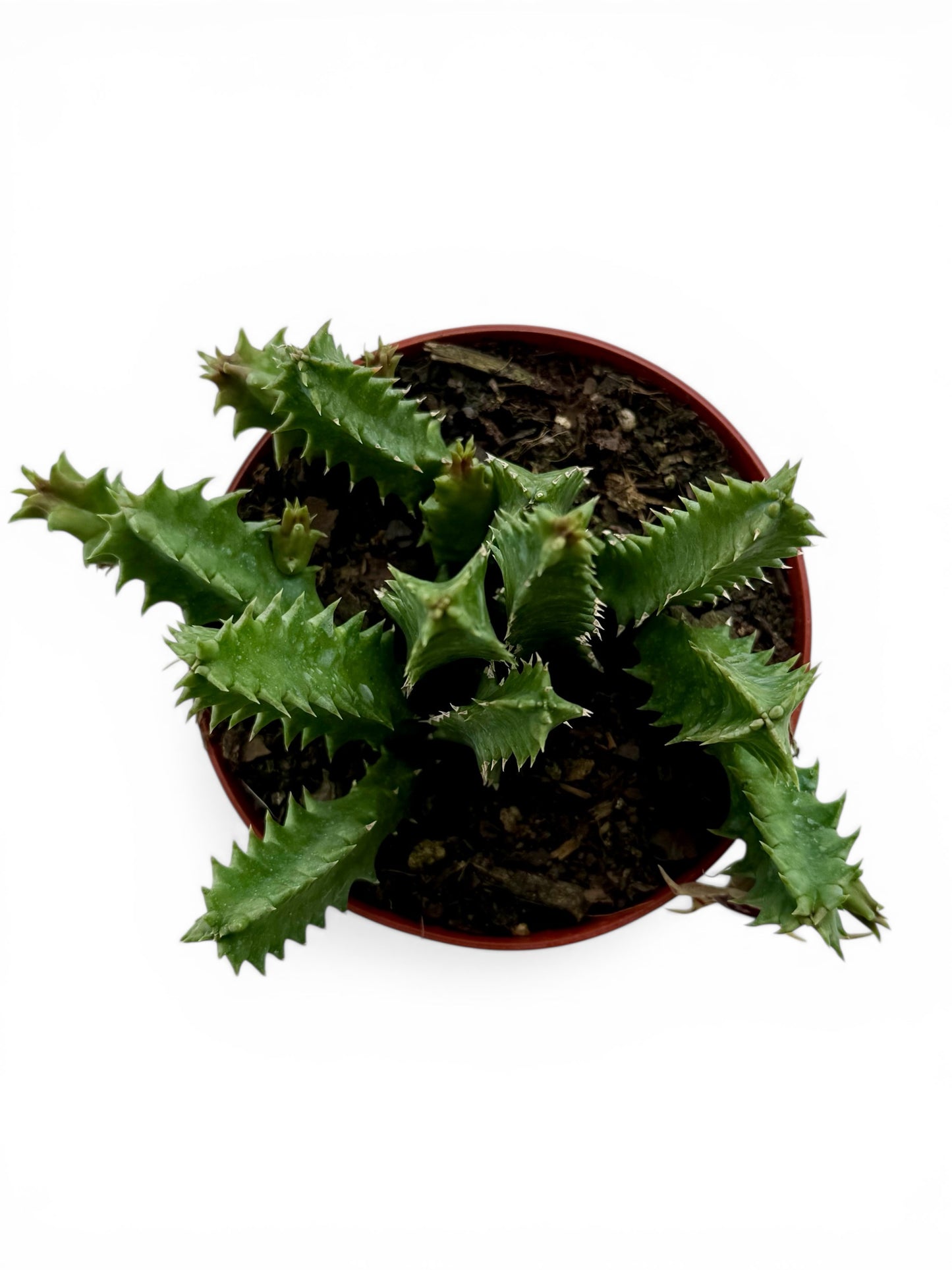 4” Cactus Lifesaver