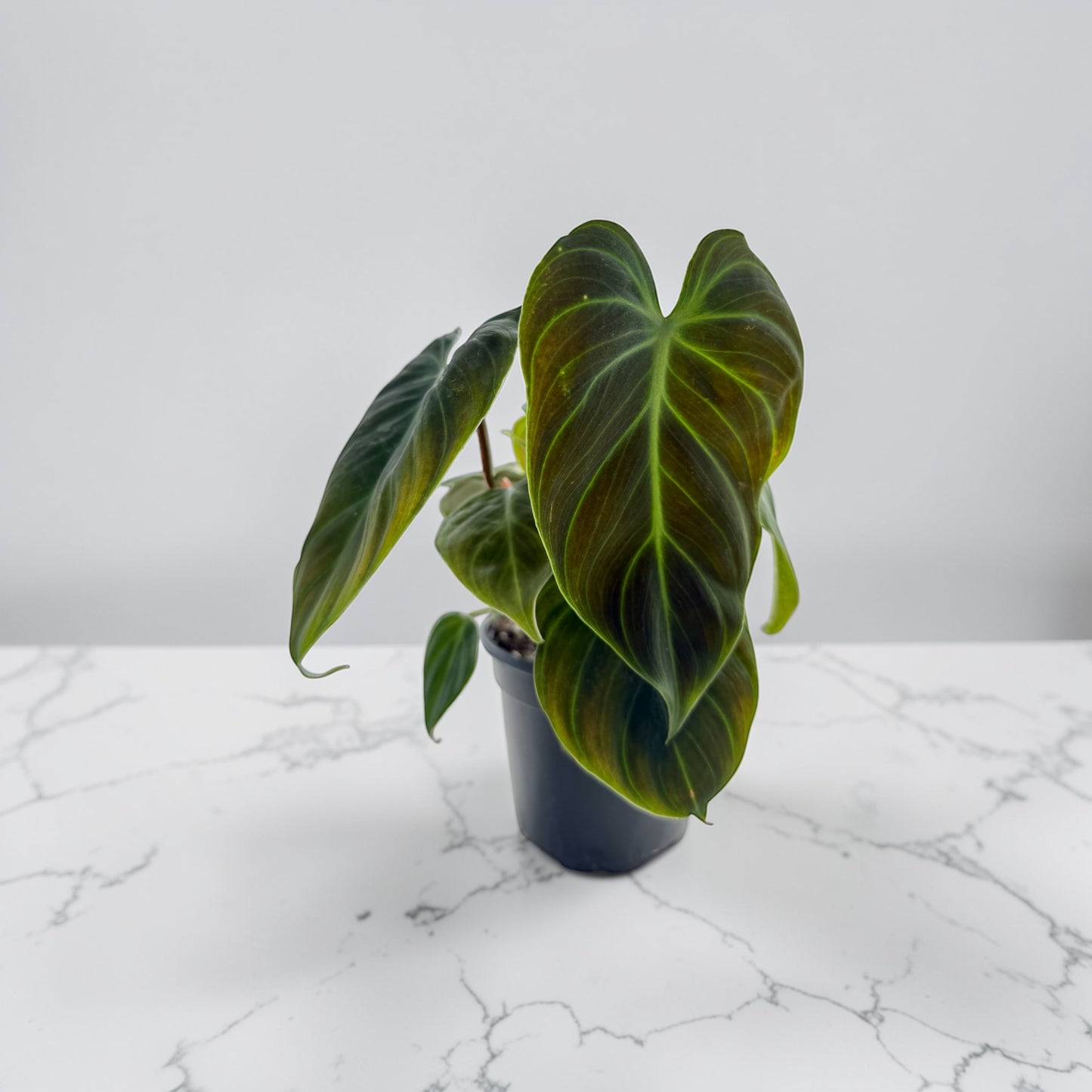 4" Philodendron El Choco Red