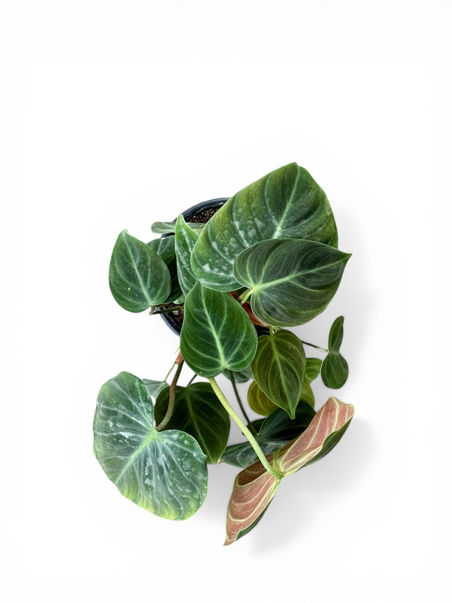 4" Philodendron El Choco Red