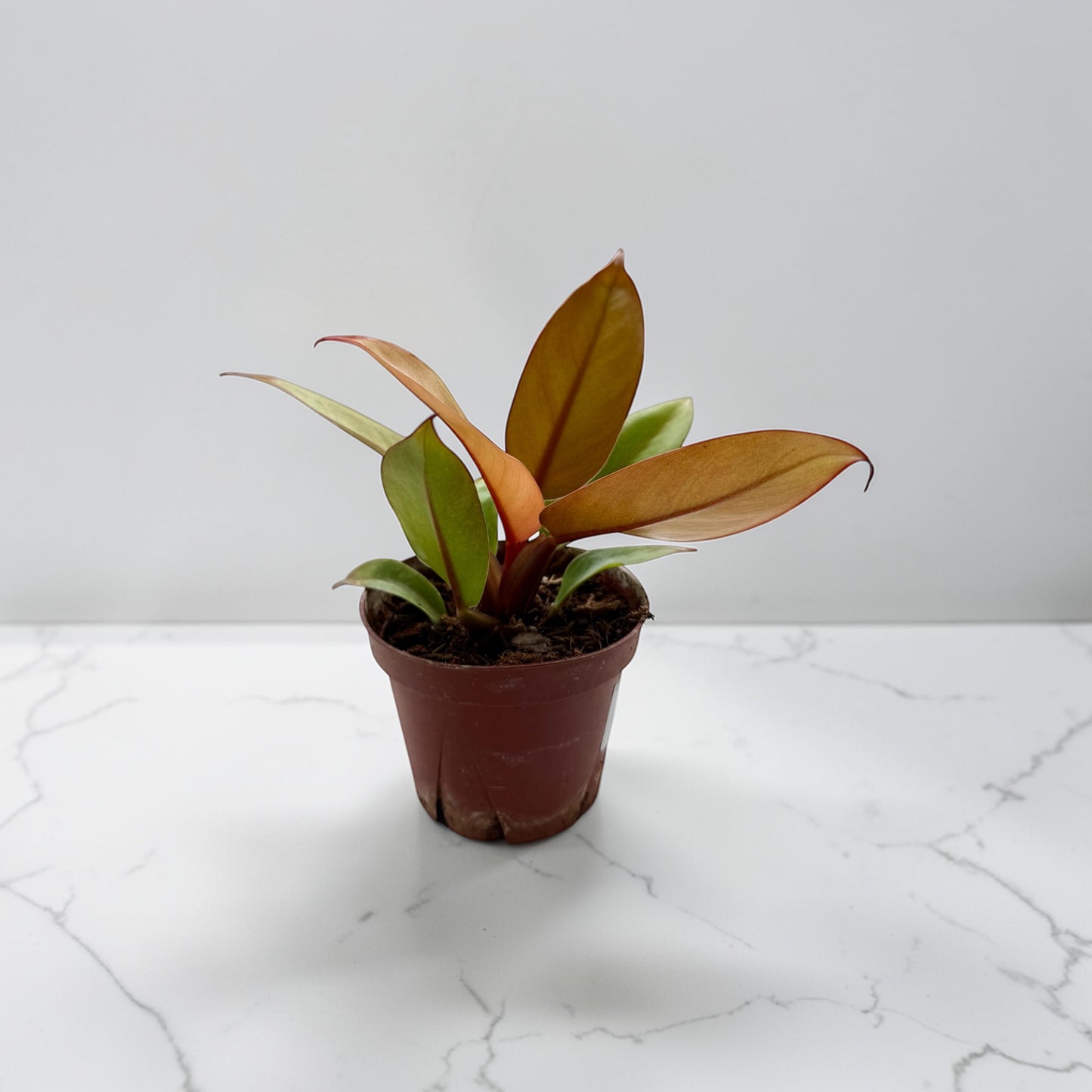 4” Philodendron Prince of Orange
