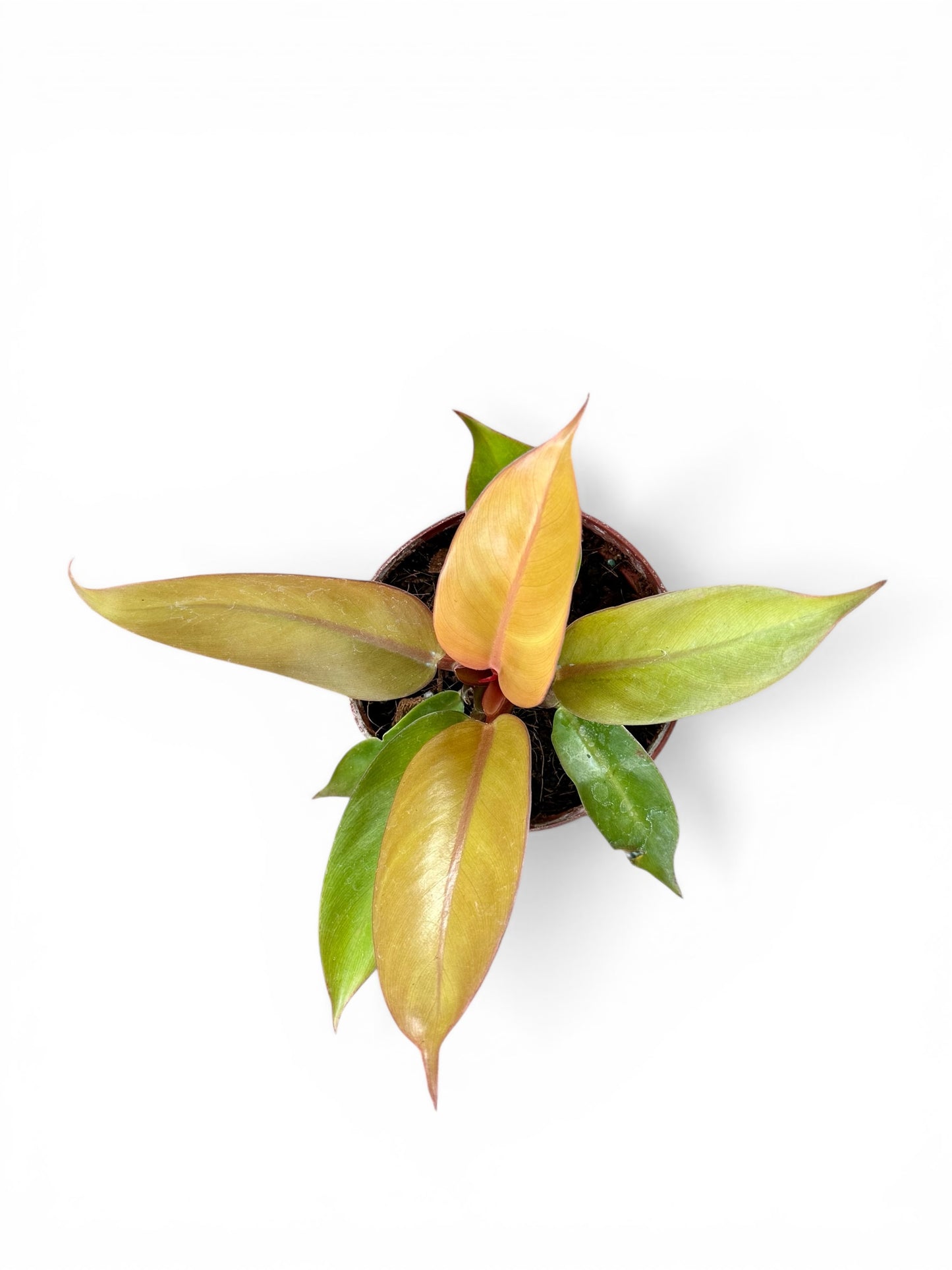 4” Philodendron Prince of Orange