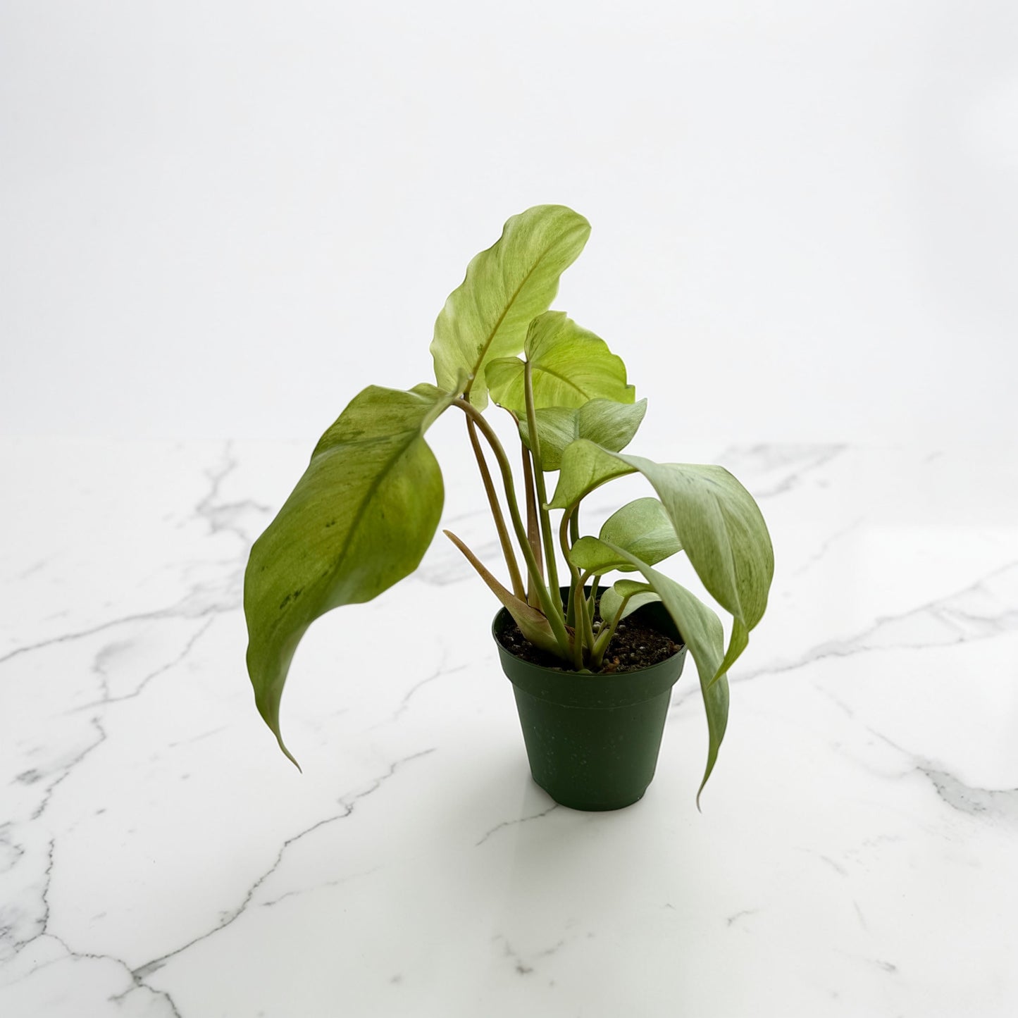 4” Philodendron Snow Drift