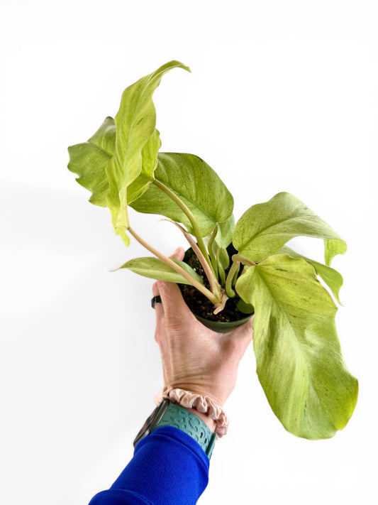4” Philodendron Snow Drift