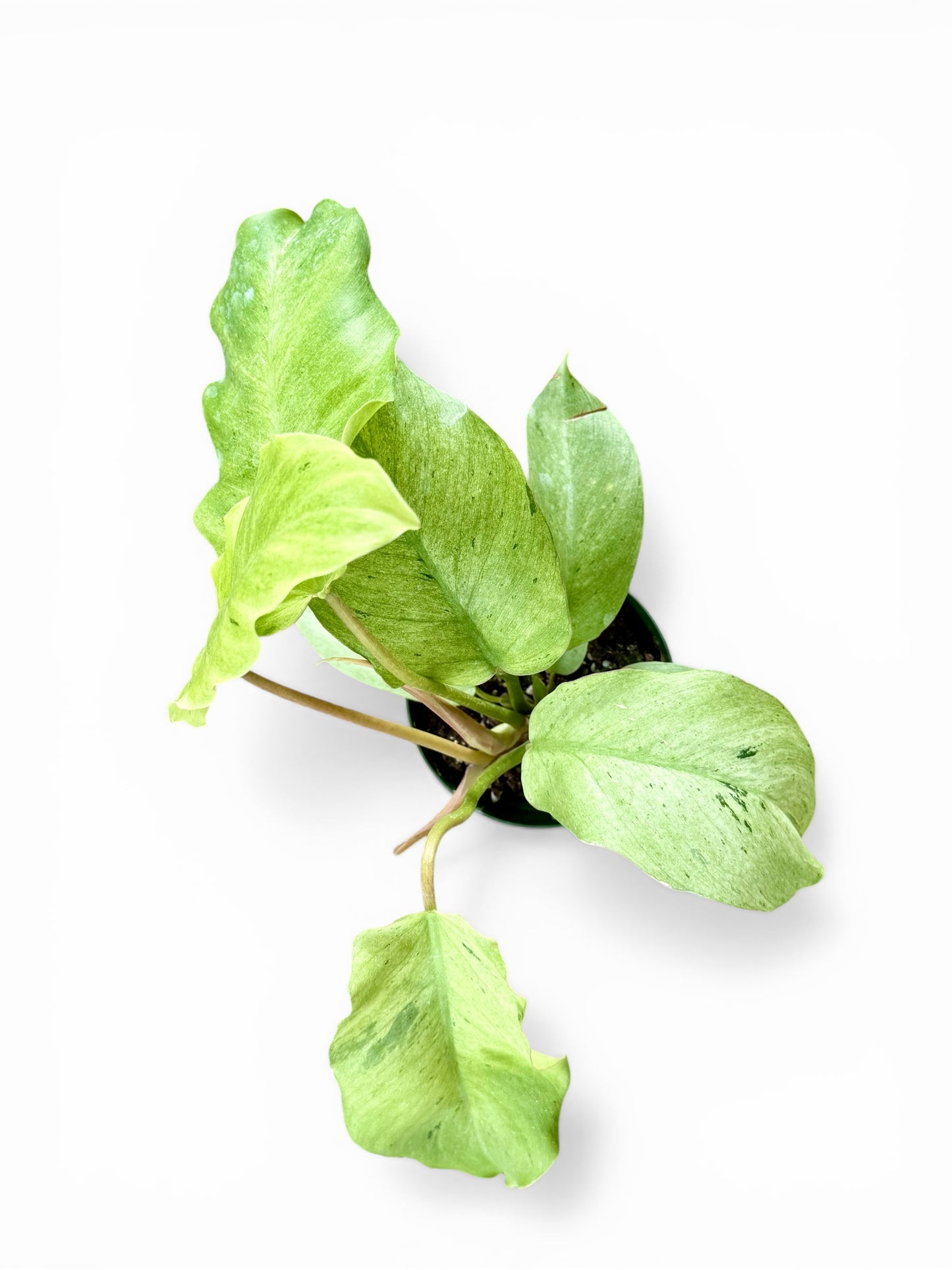 4” Philodendron Snow Drift