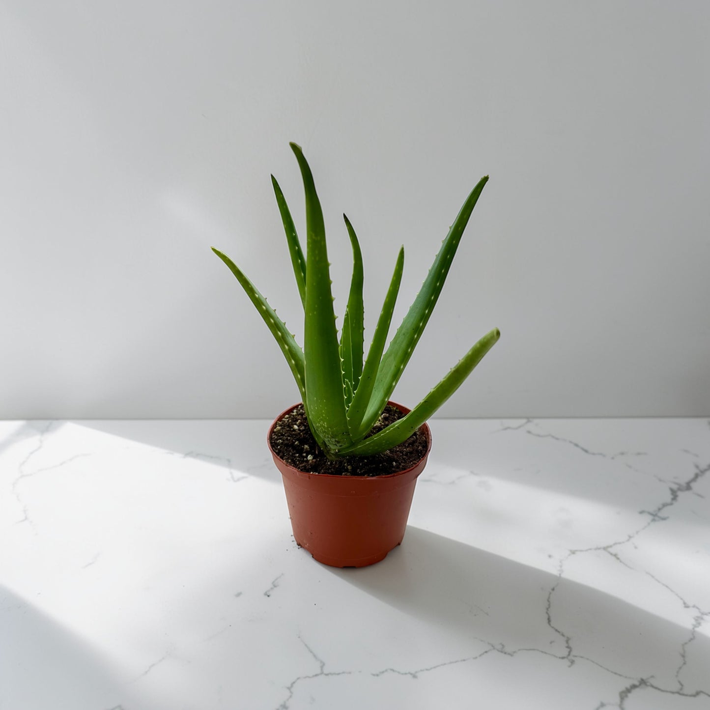 6” Aloe Vera