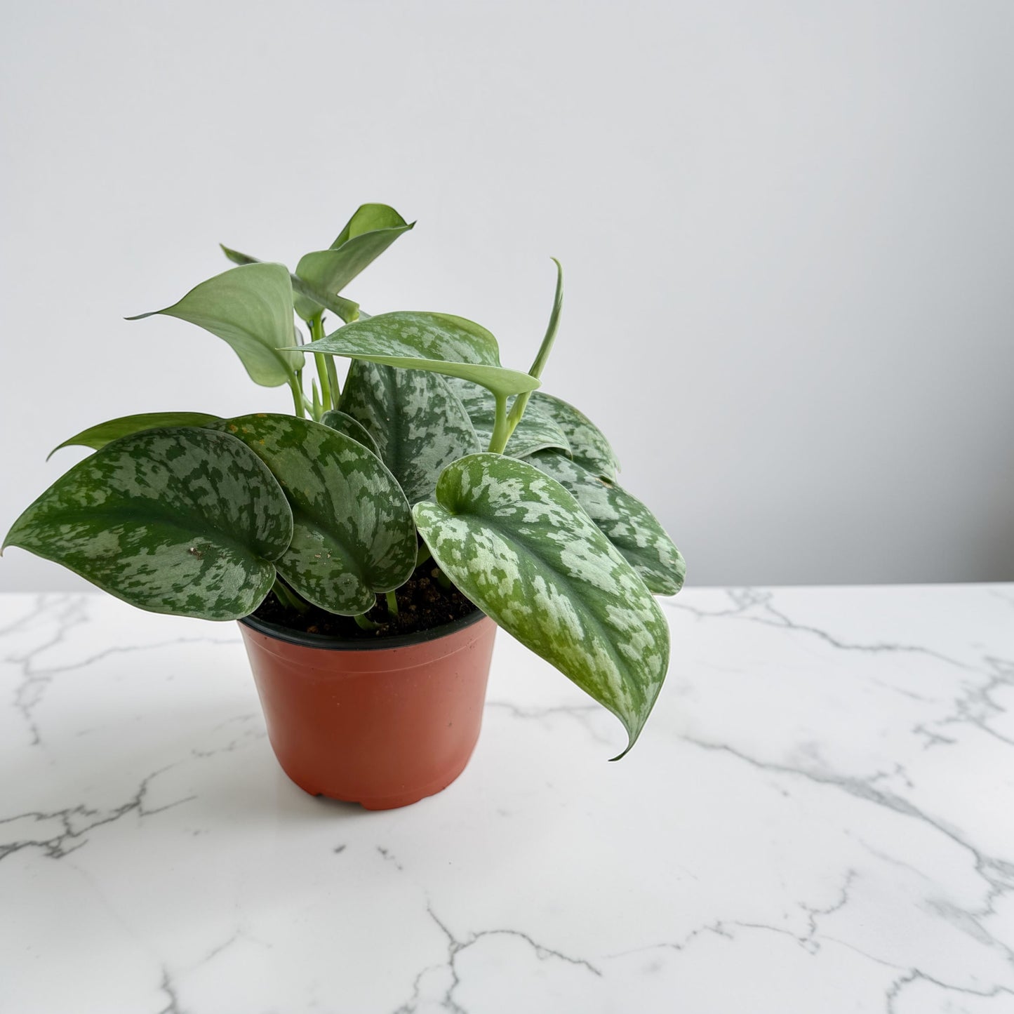 6" Pothos Silver Satin