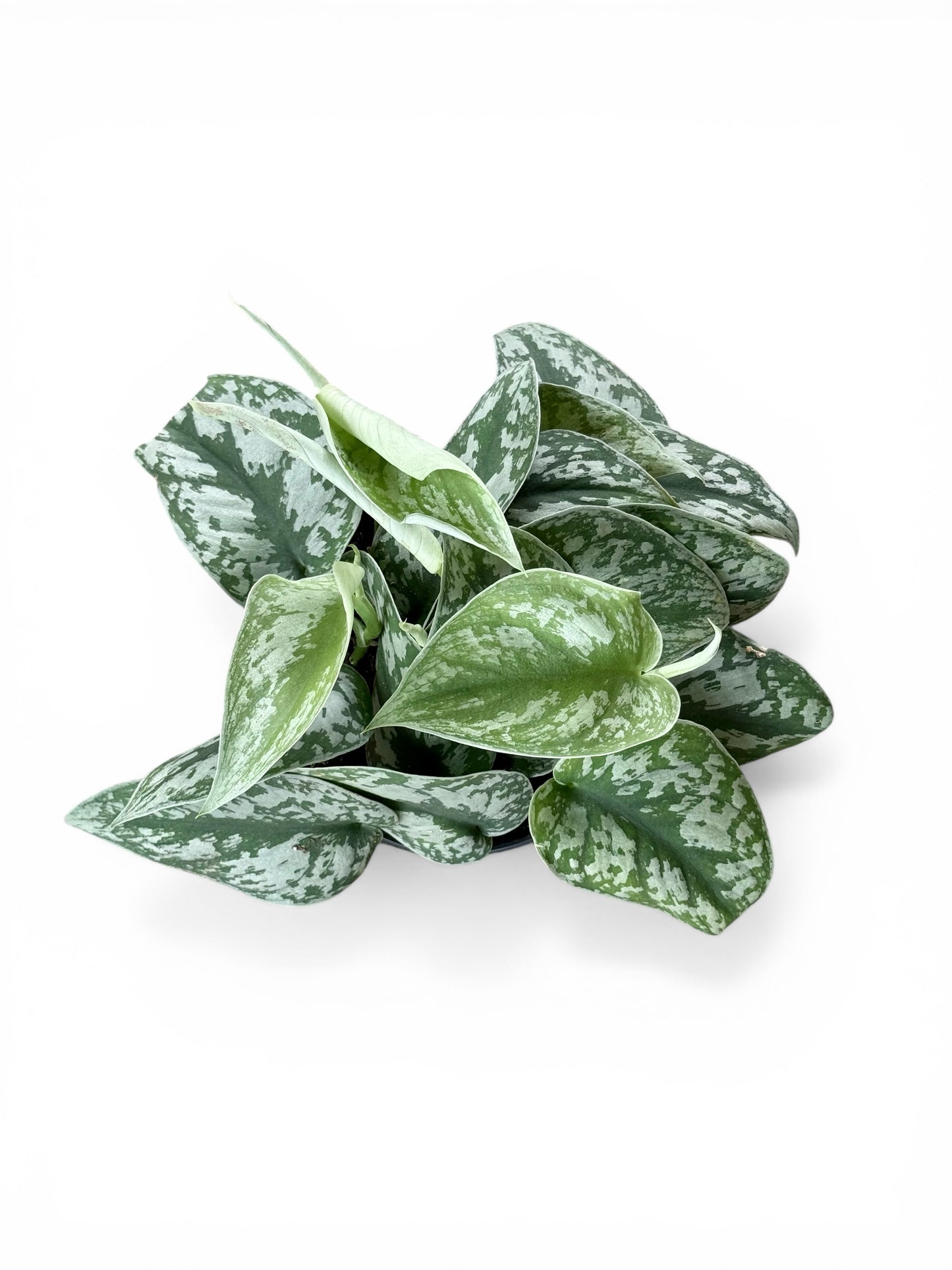6" Pothos Silver Satin