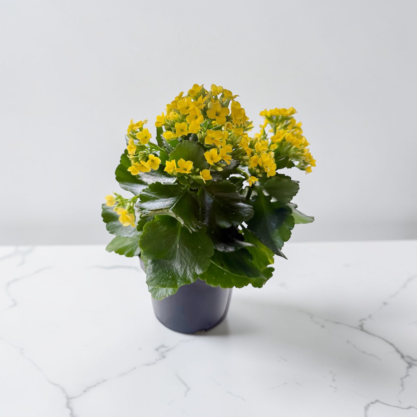 6" Kalanchoe