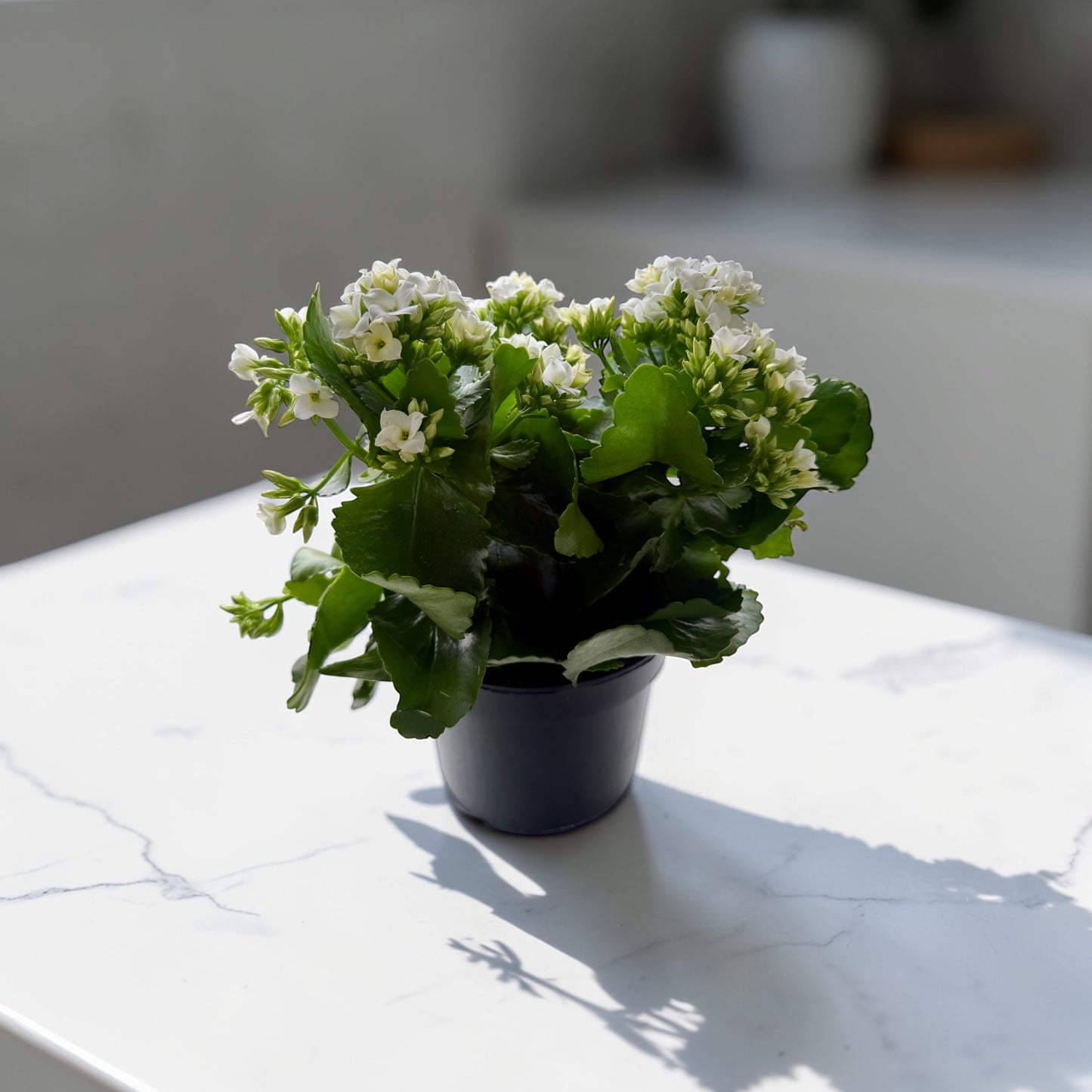 6" Kalanchoe