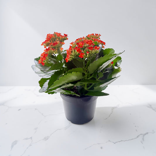 6" Kalanchoe
