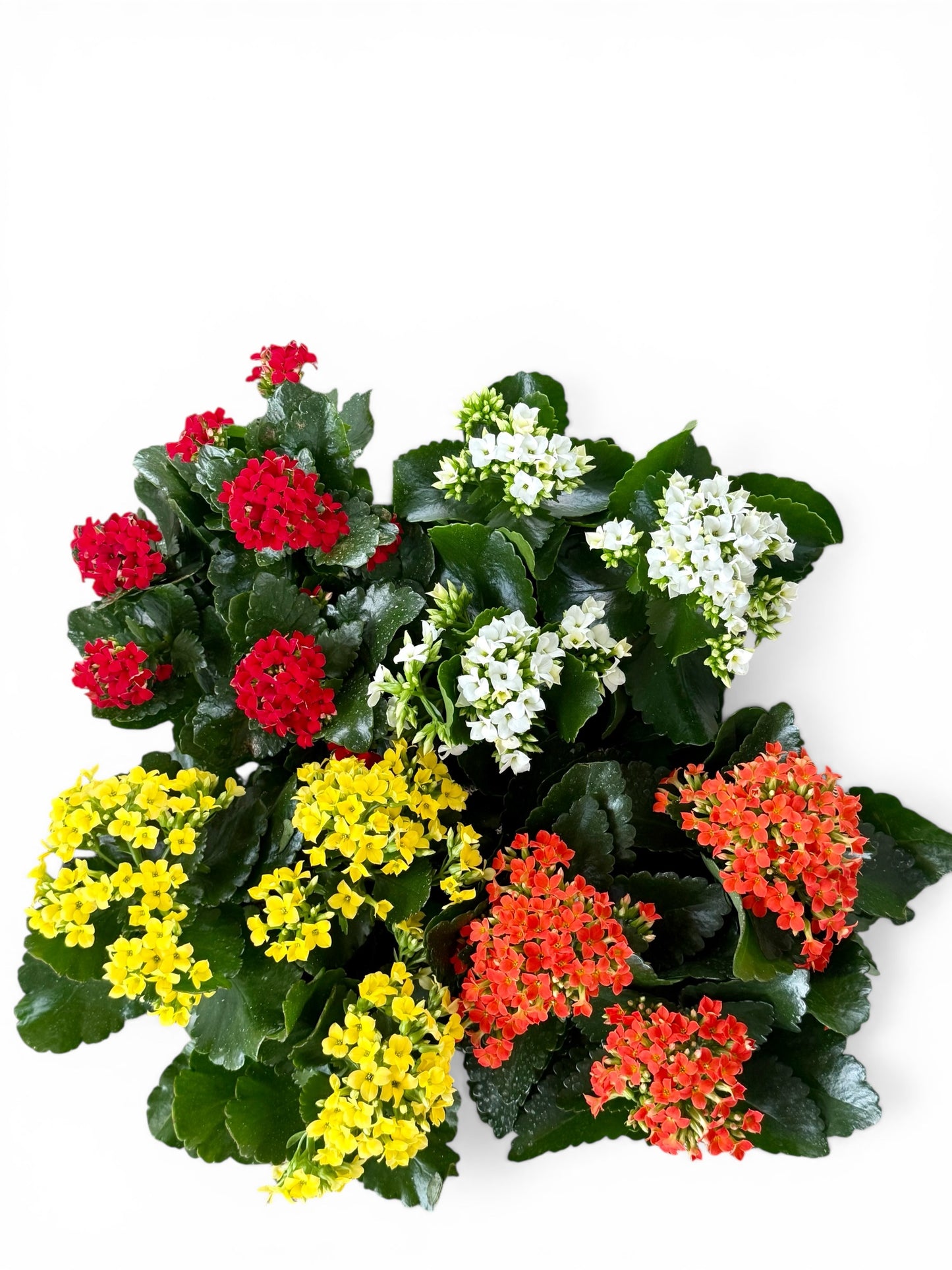 6" Kalanchoe