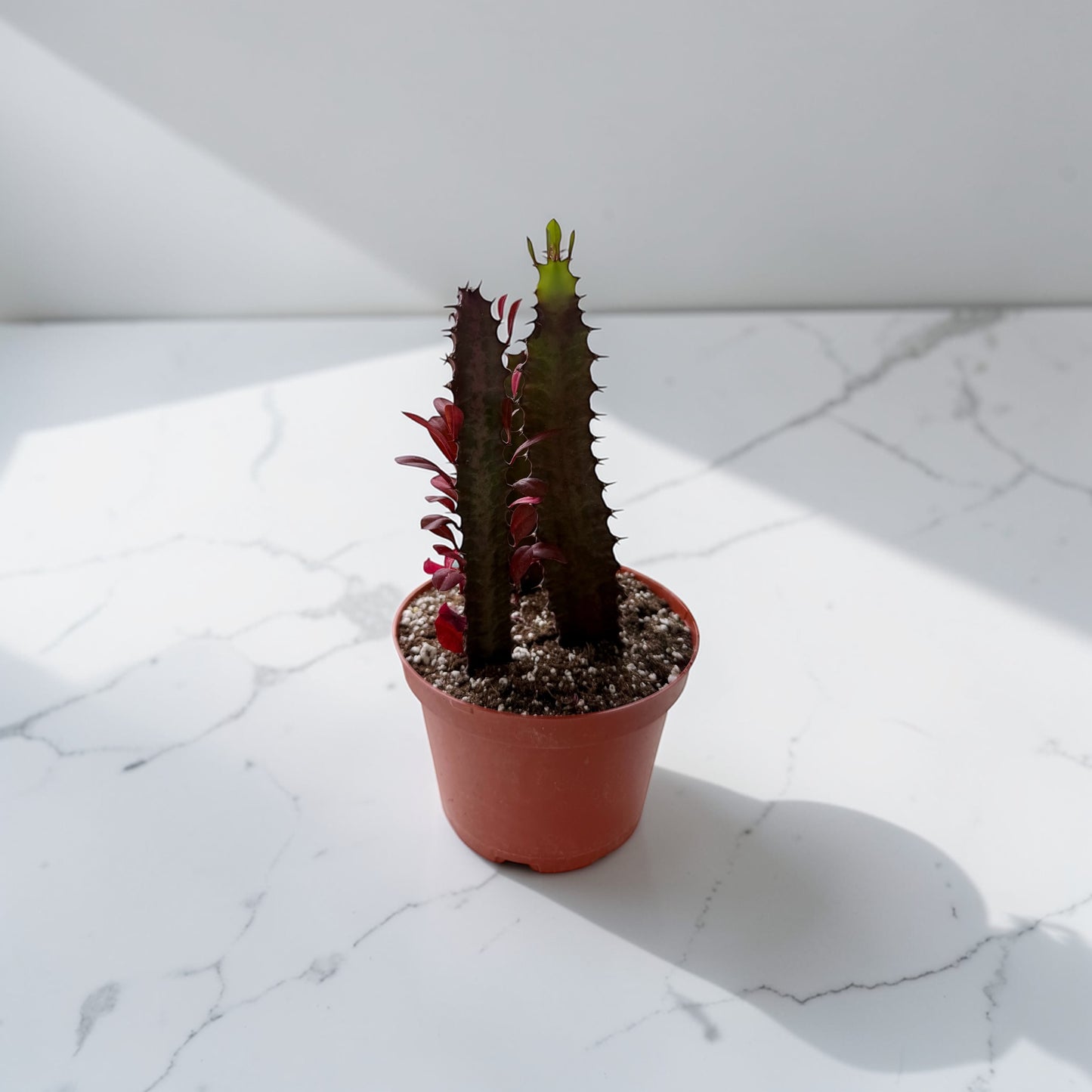 6" Succulent Euphorbia Trigona Red