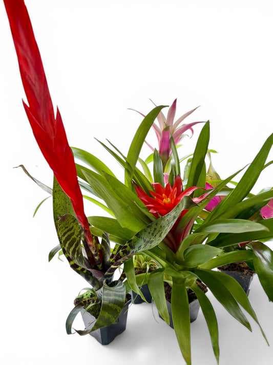 4” Bromeliad Assorted
