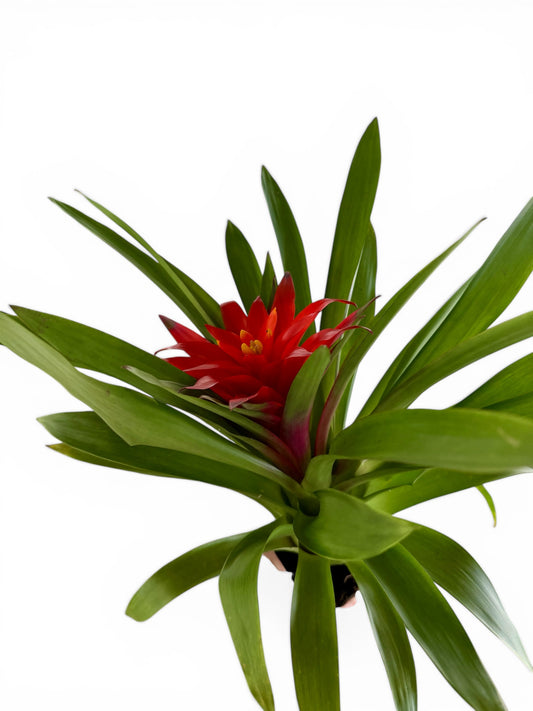 4” Bromeliad Assorted