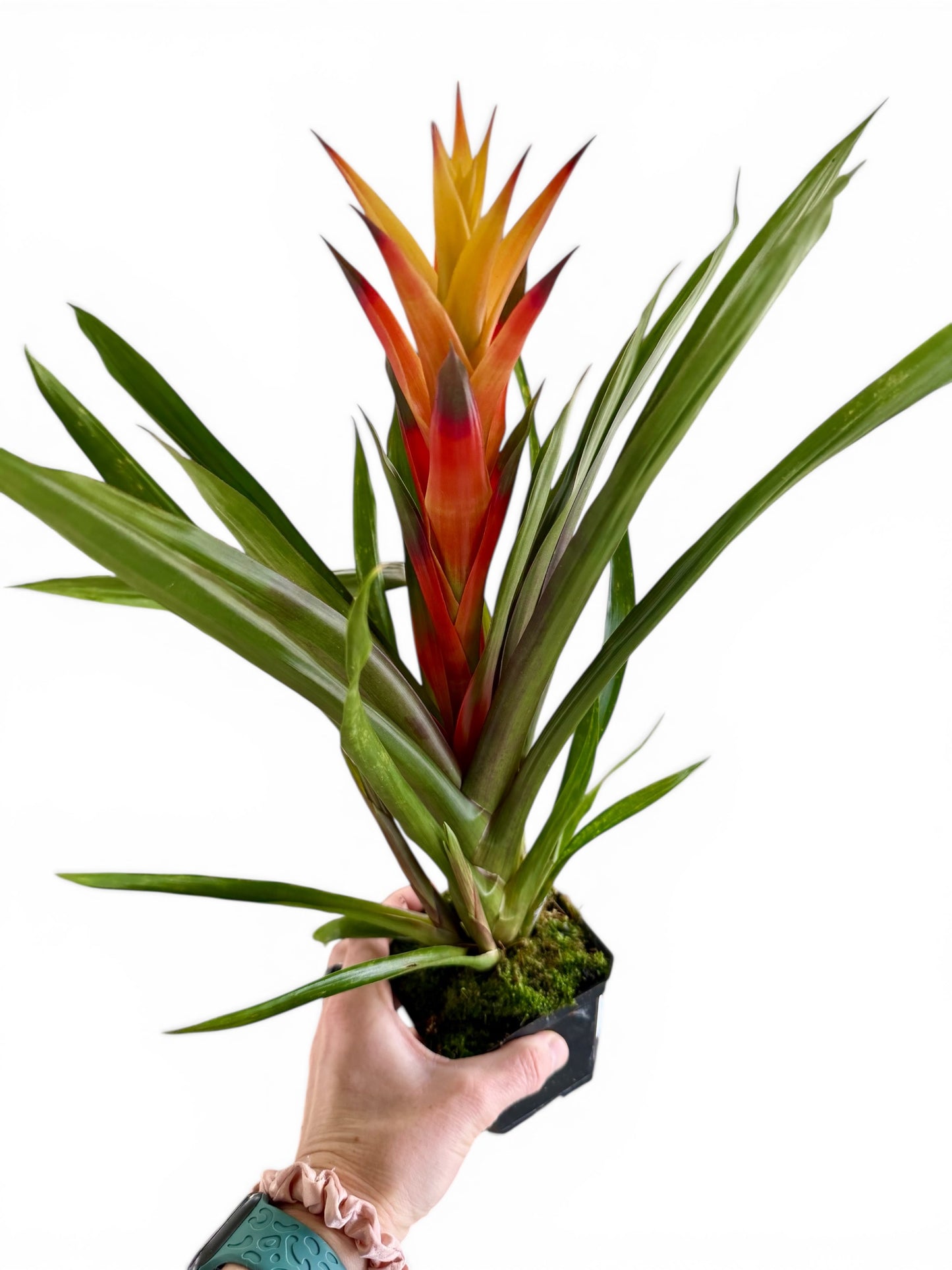 4” Bromeliad Assorted