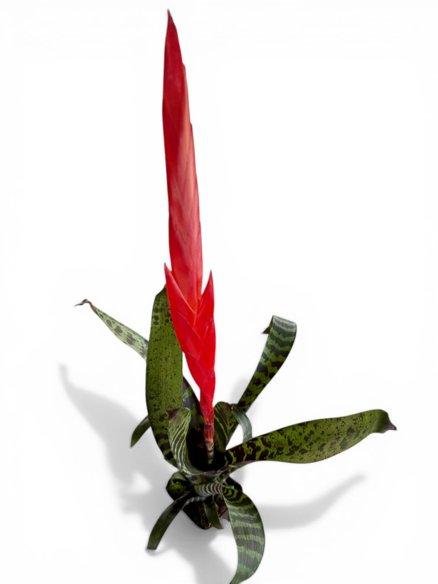 4” Bromeliad Assorted