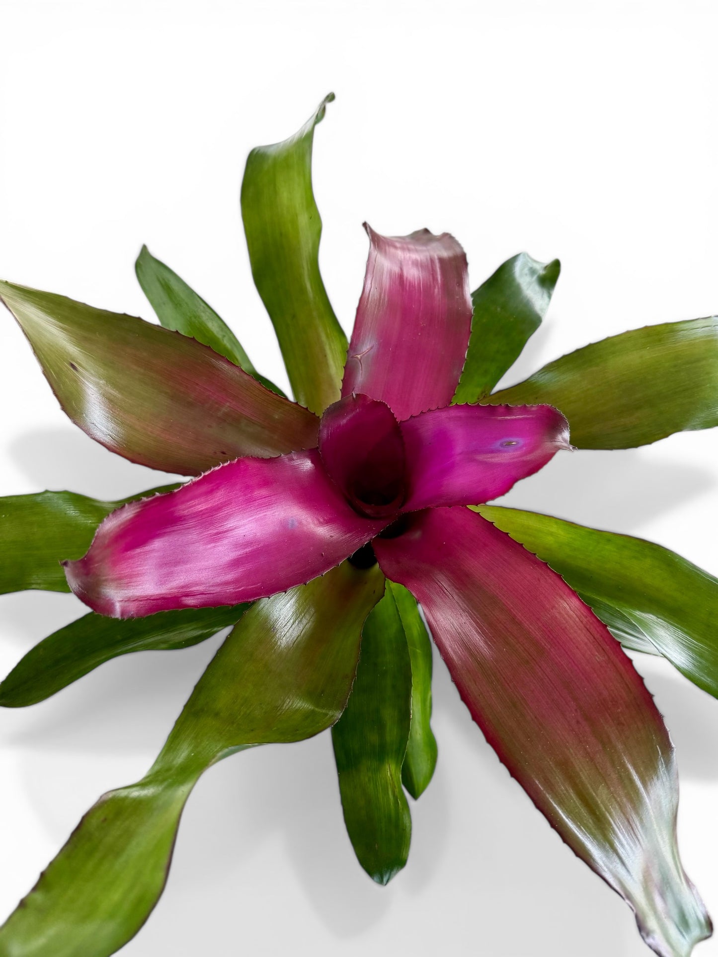 4” Bromeliad Assorted