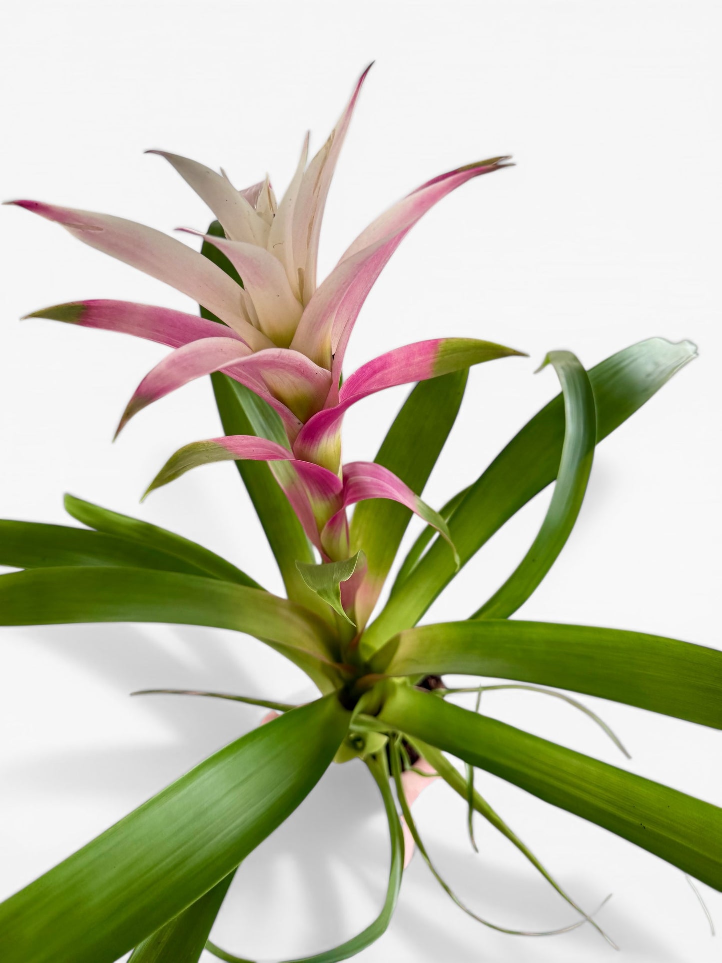 4” Bromeliad Assorted