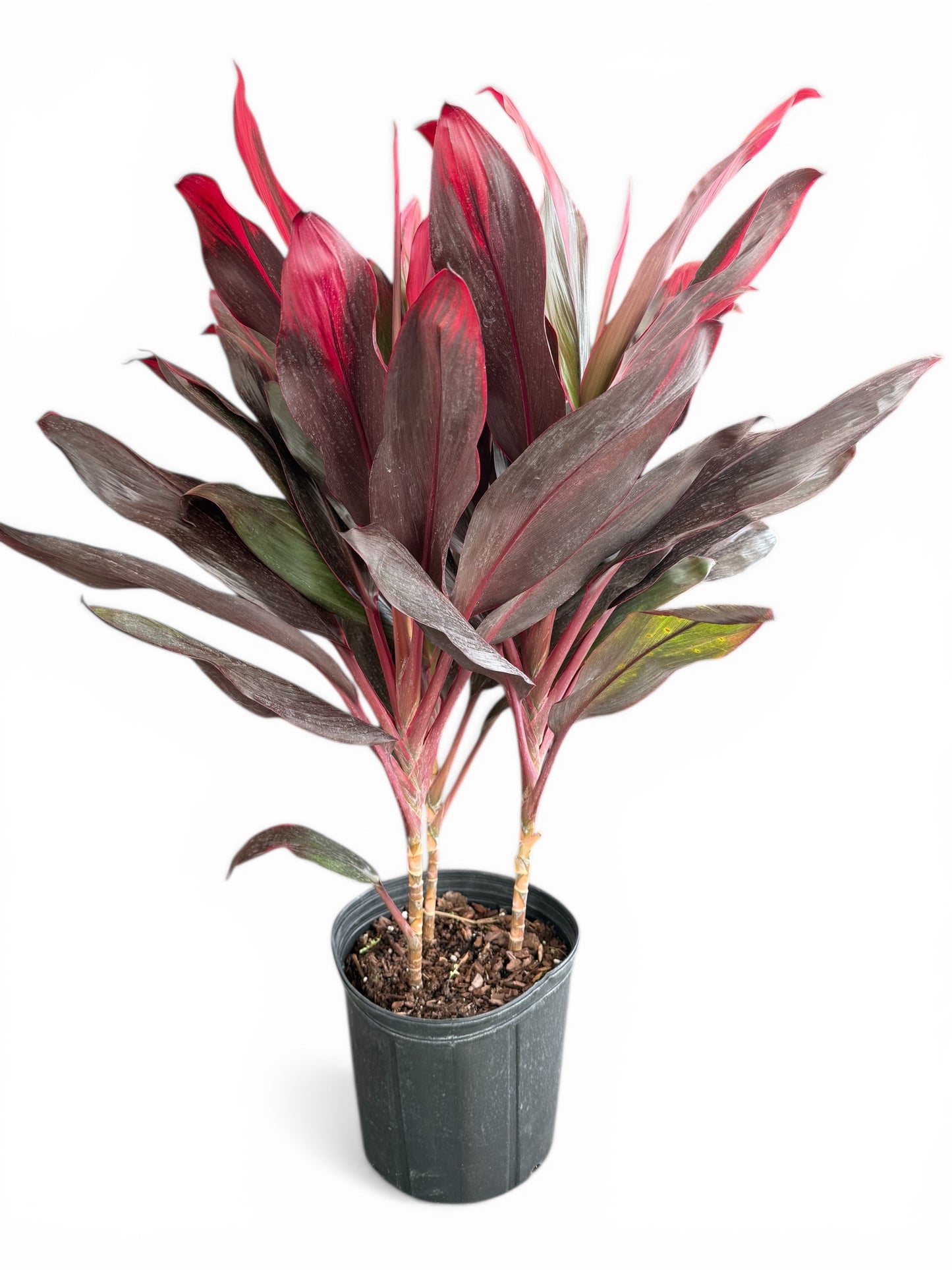 10" Cordyline Florida