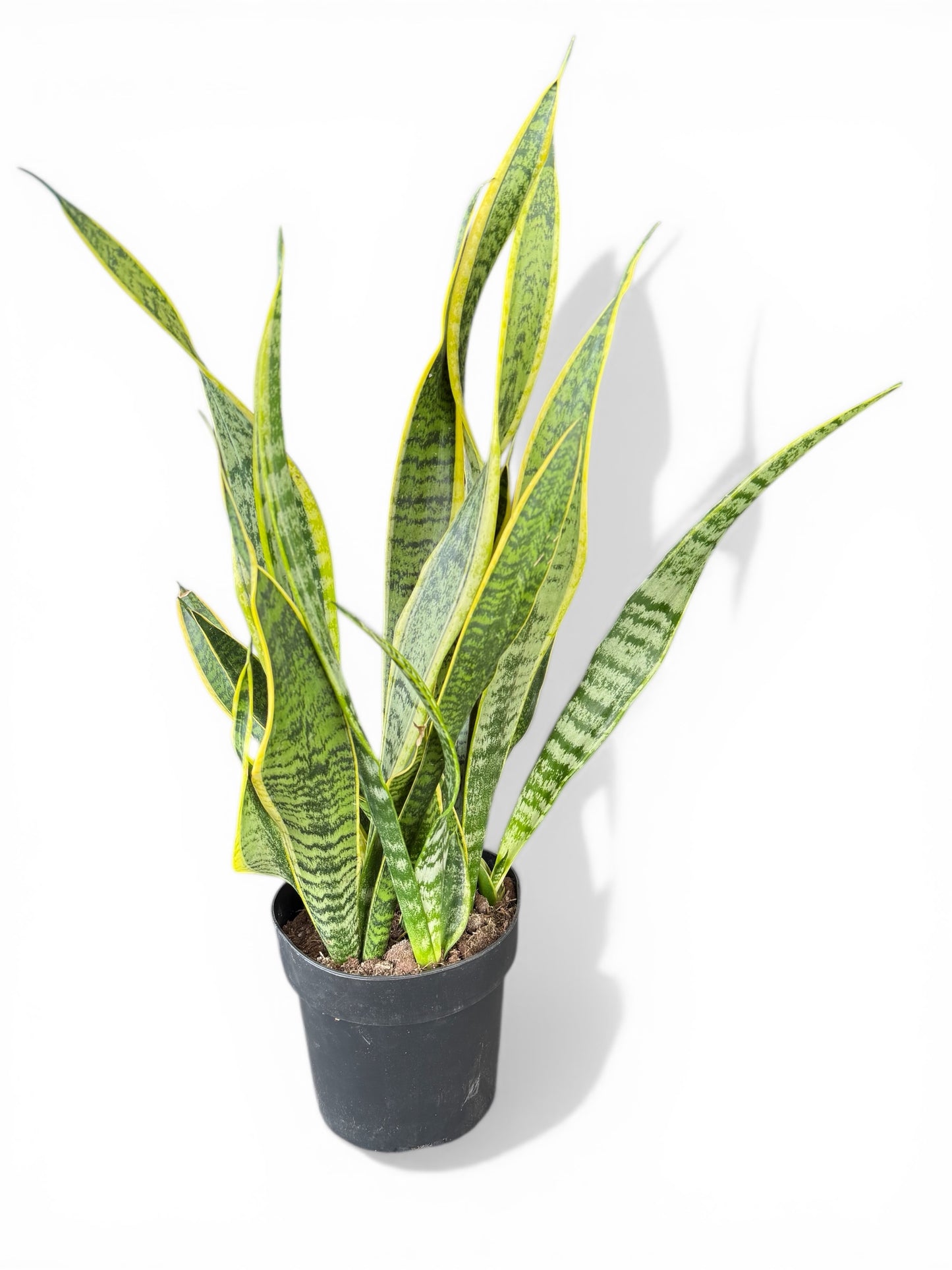8" Sansevieria Laurentii