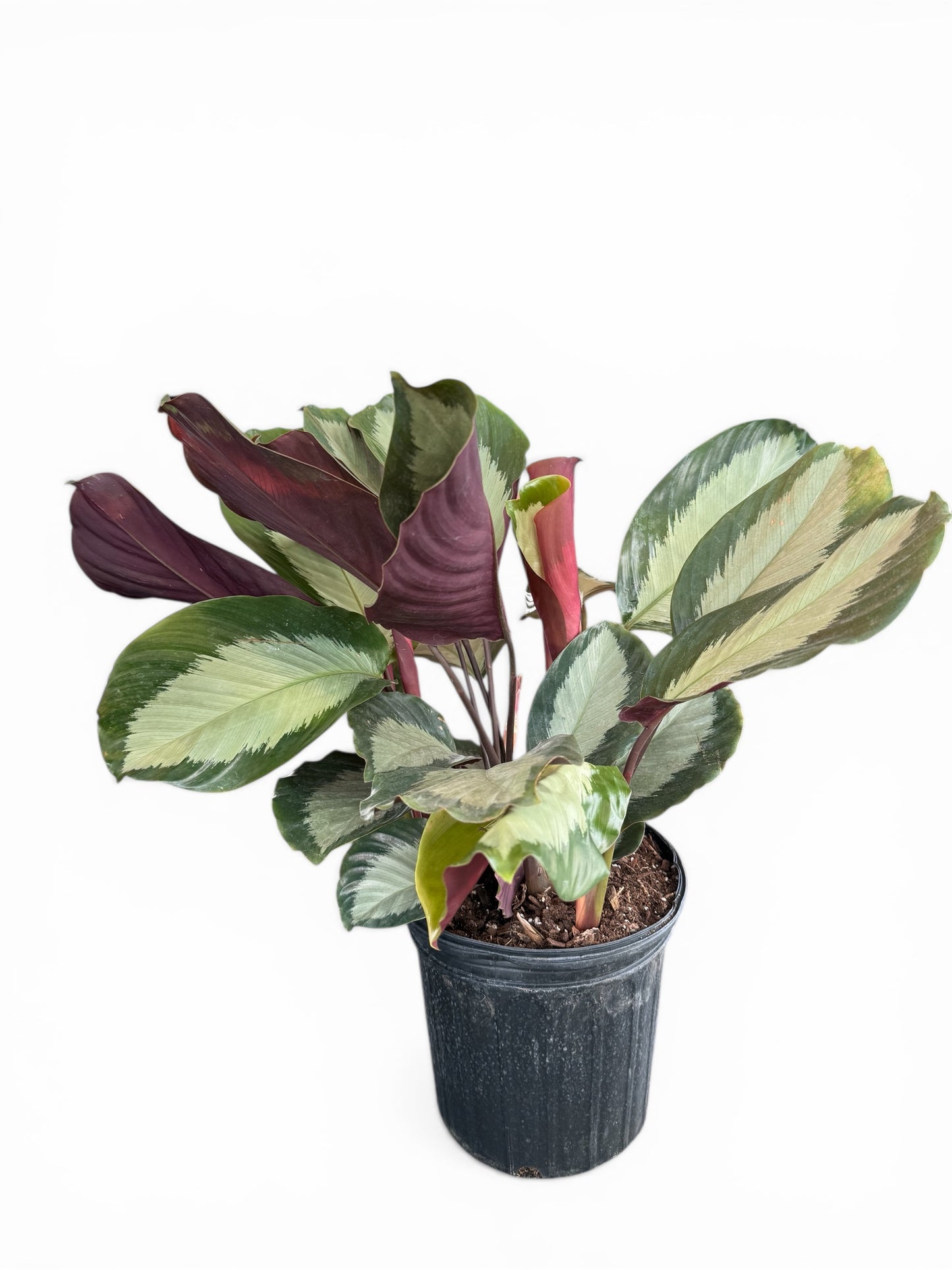 8" Calathea Royal Standard