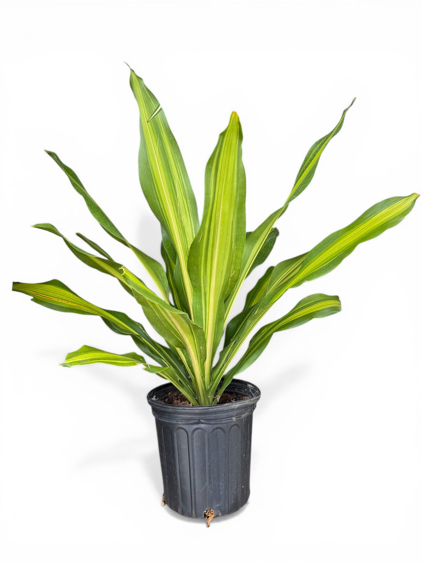 8" Dracaena Giganta