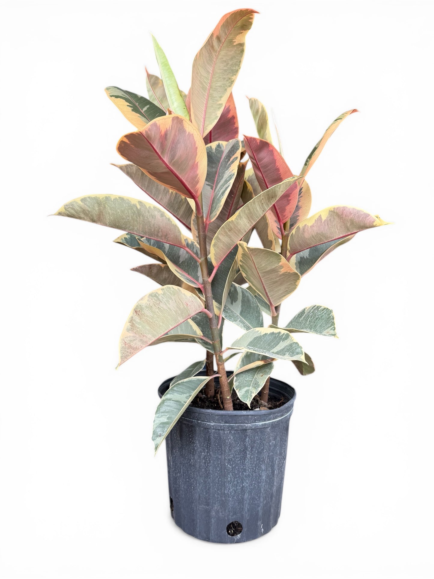10" Ficus Tineke