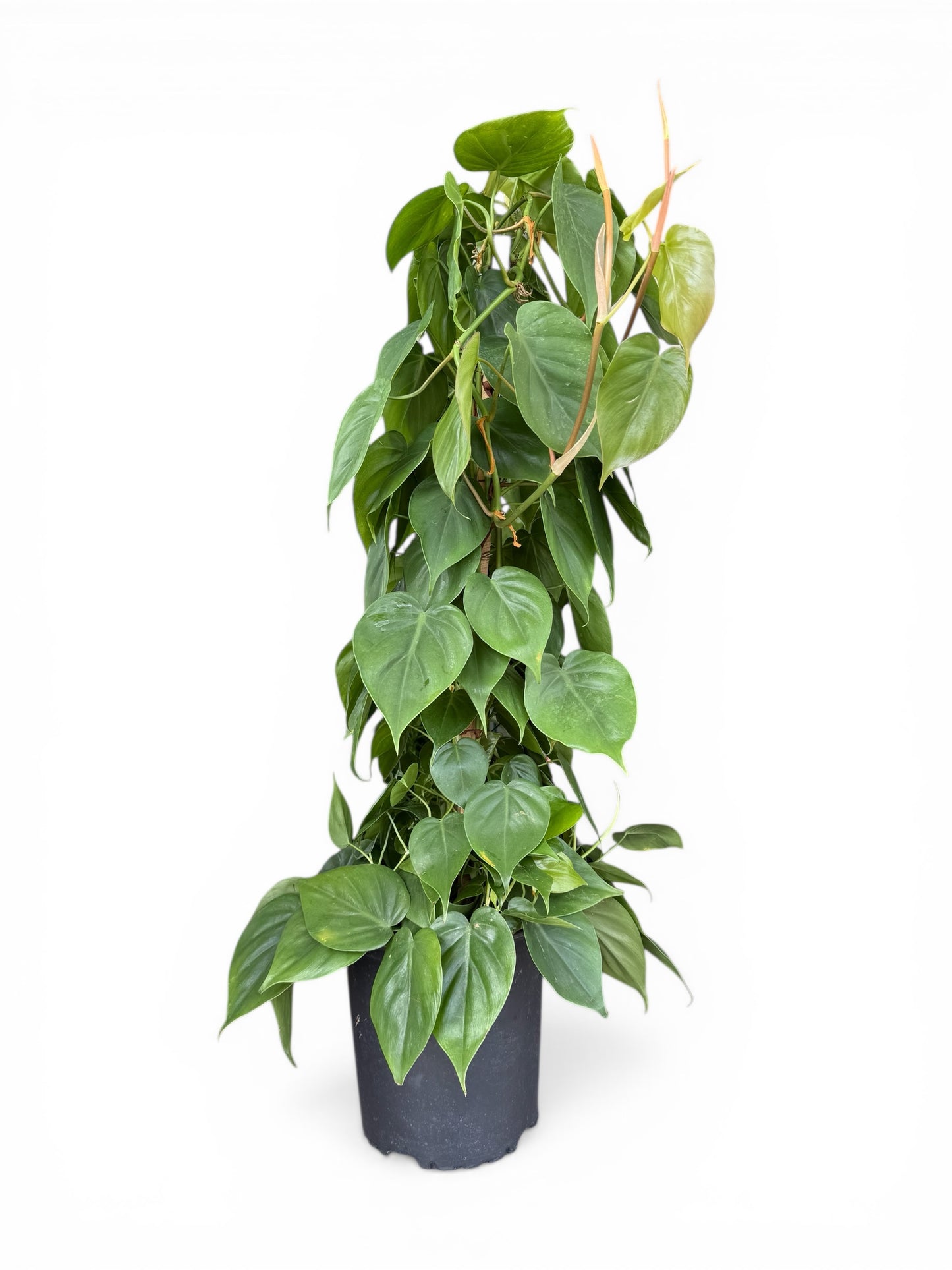 8" Philodendron Pole
