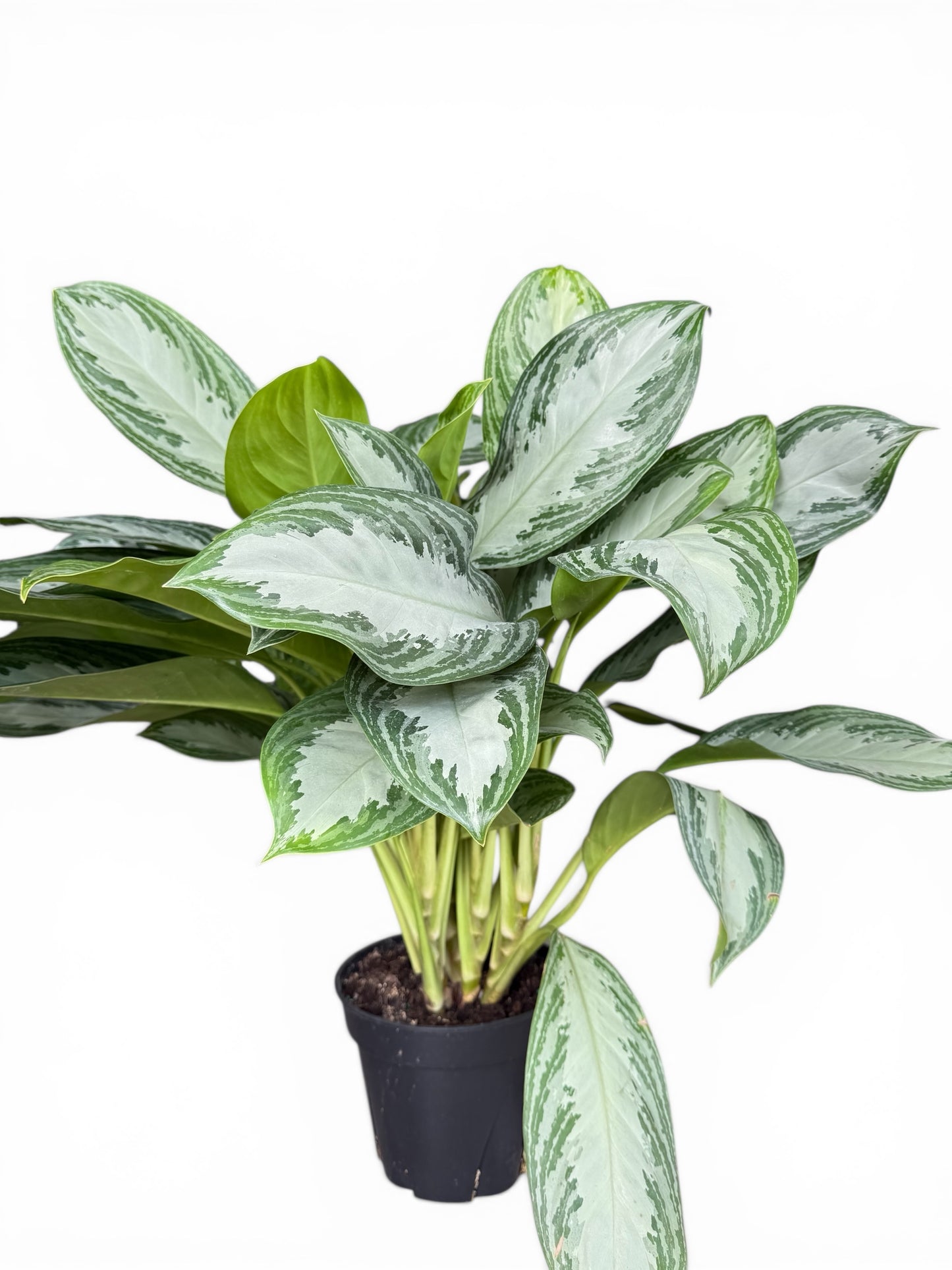 8" Aglaonema Silver Bay