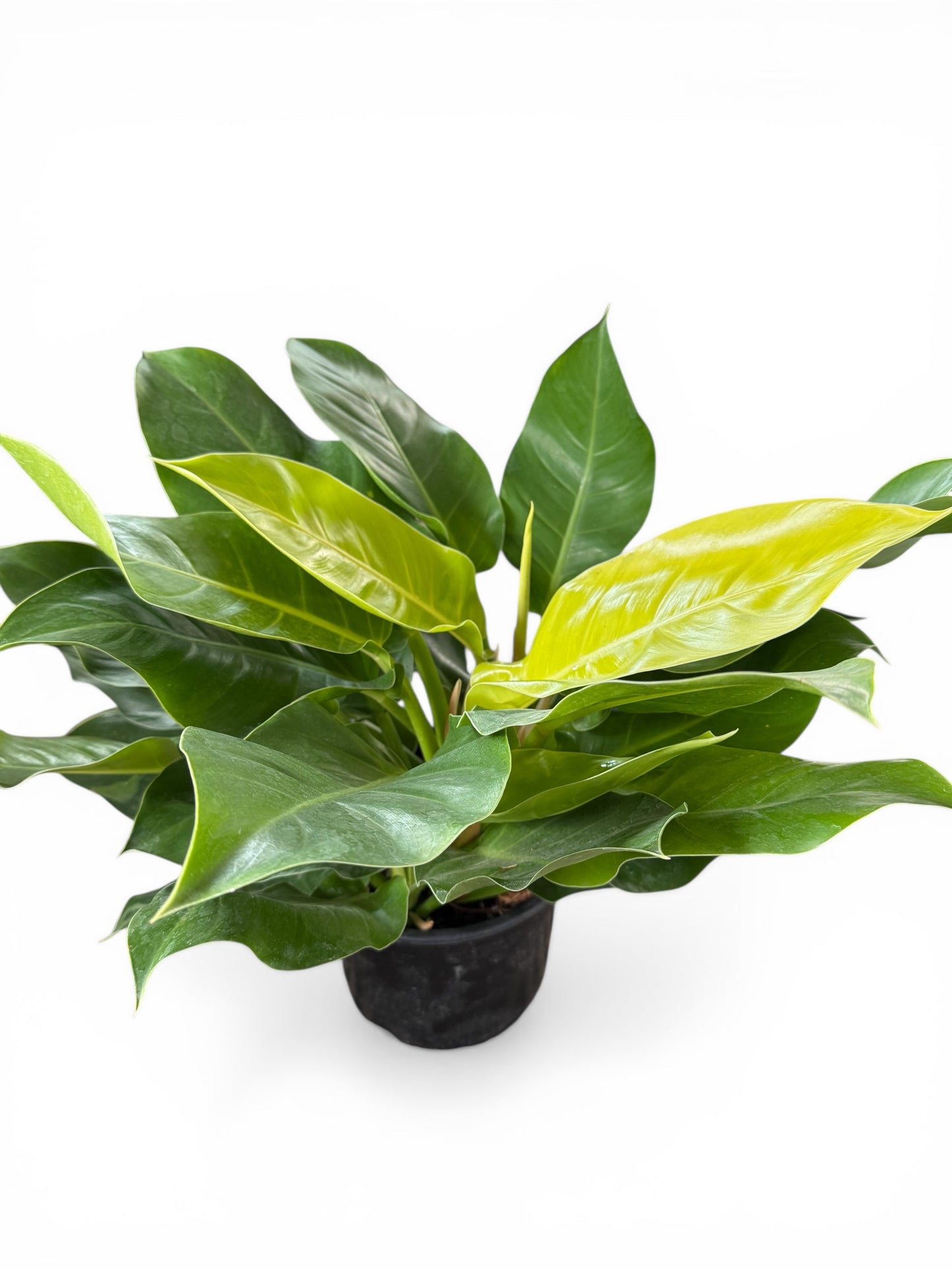8" Philodendron Moonlight