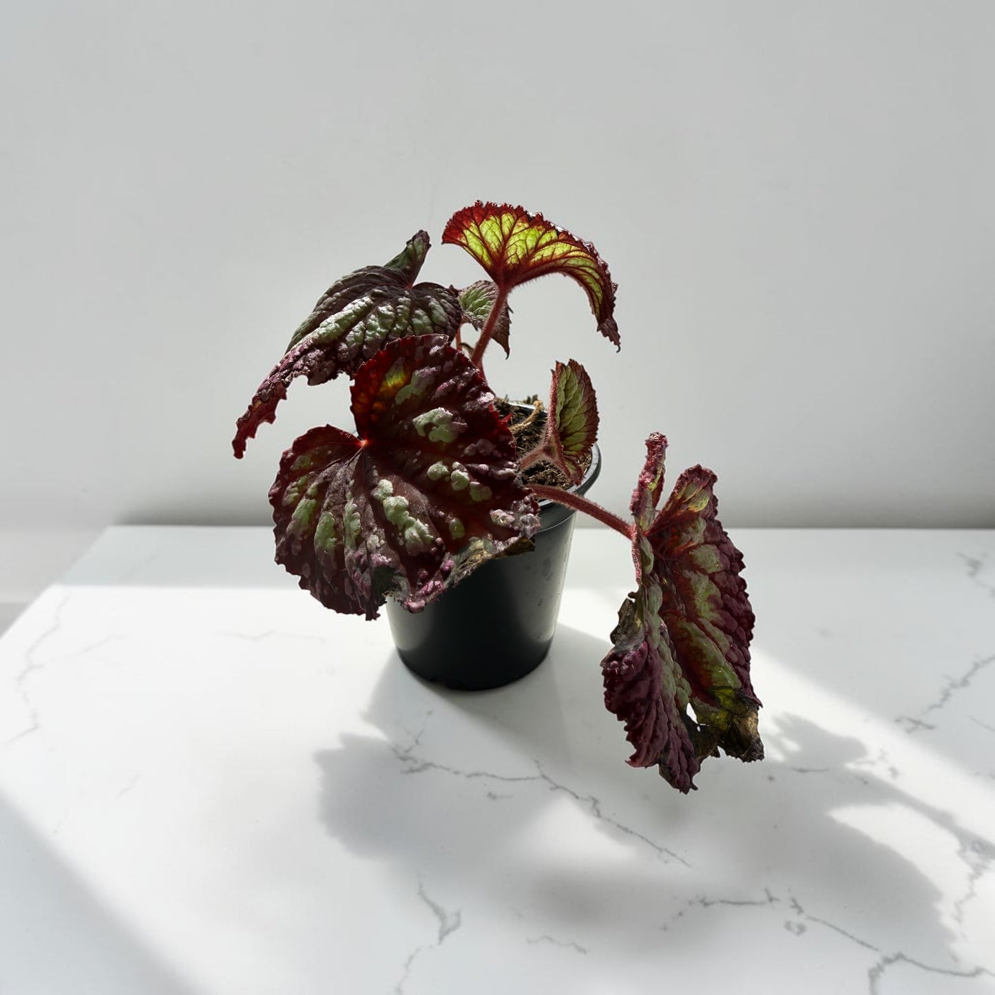 4" Begonia Rex