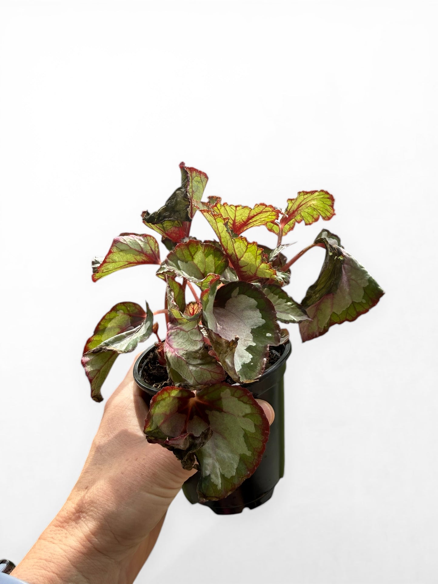 4" Begonia Rex
