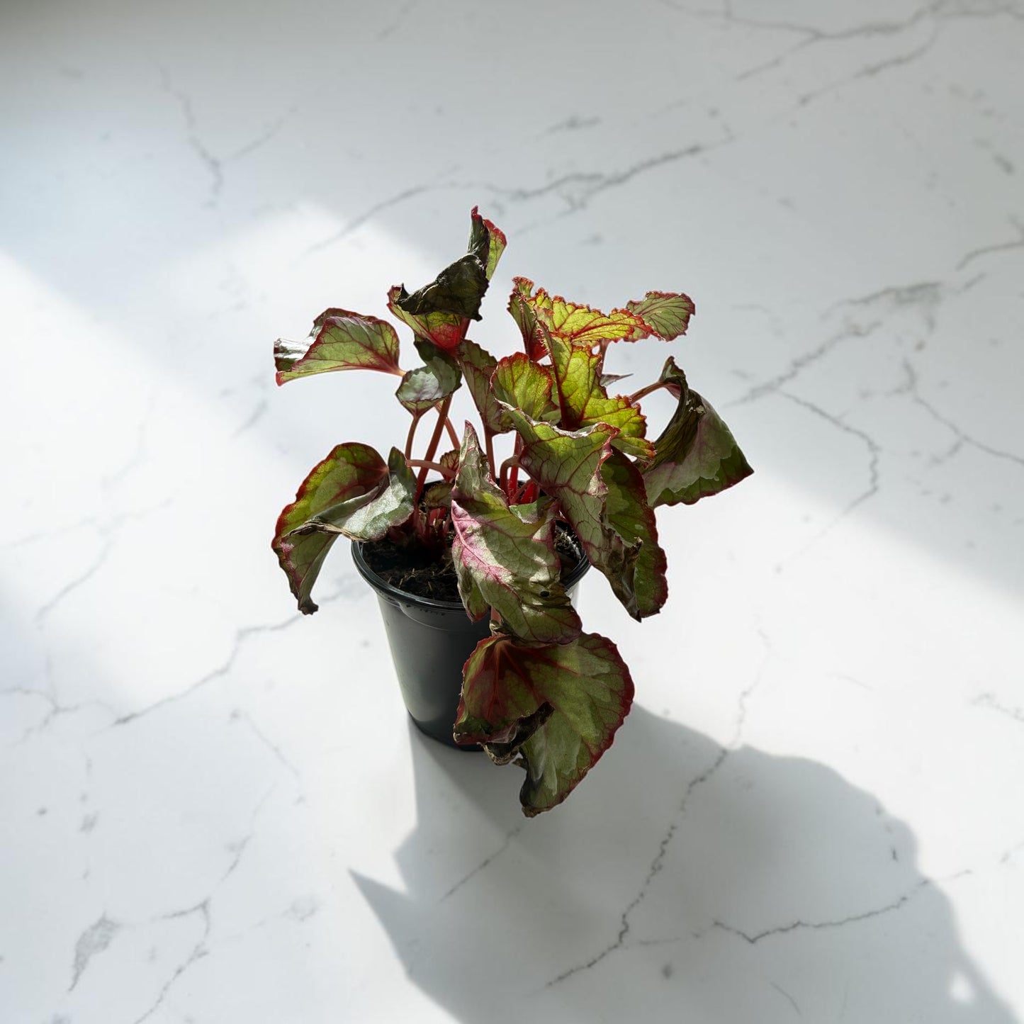 4" Begonia Rex