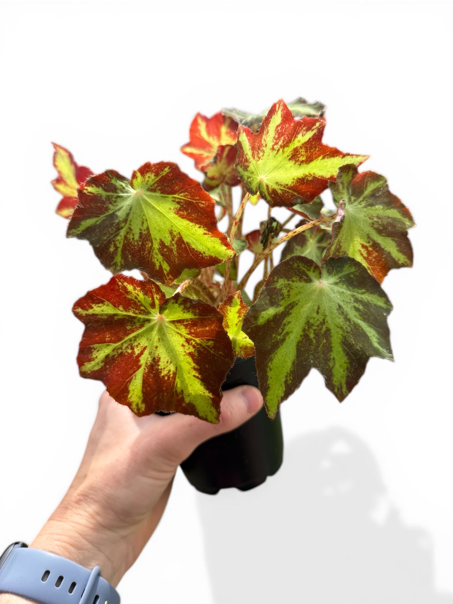 4" Begonia Rex