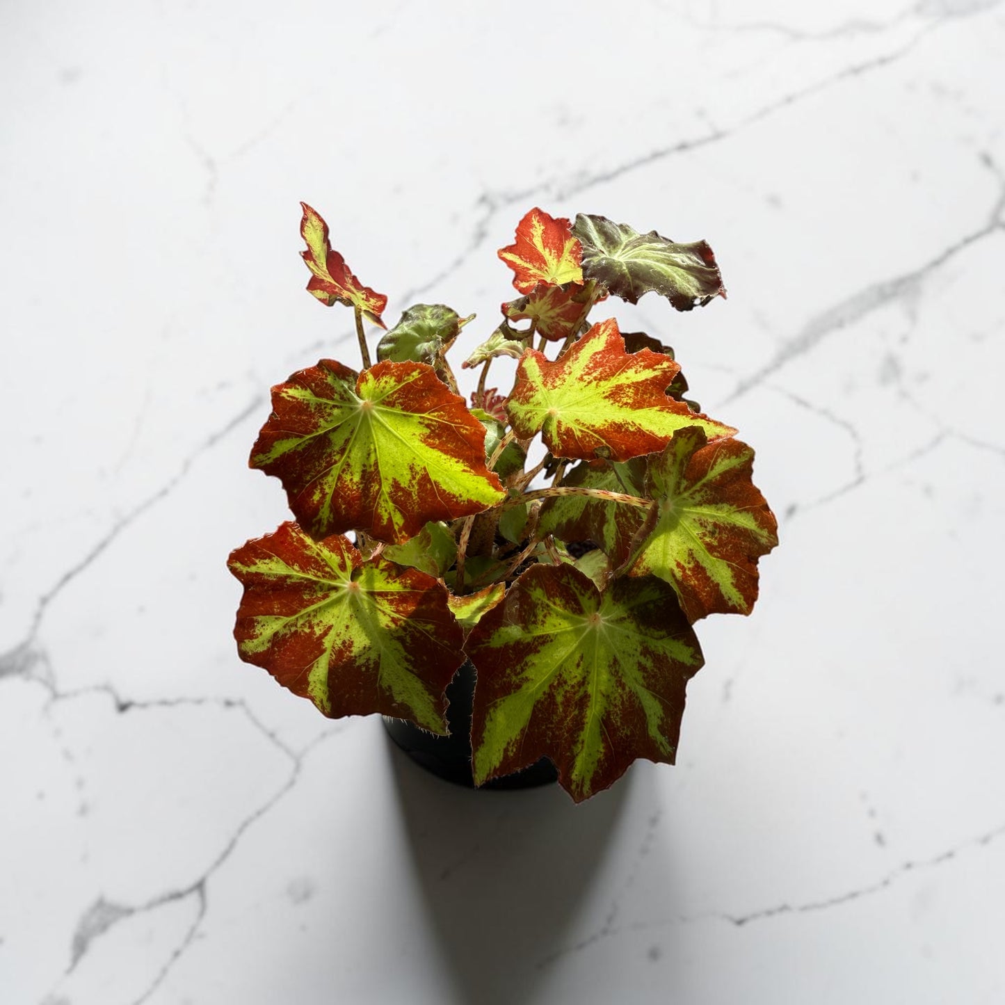 4" Begonia Rex