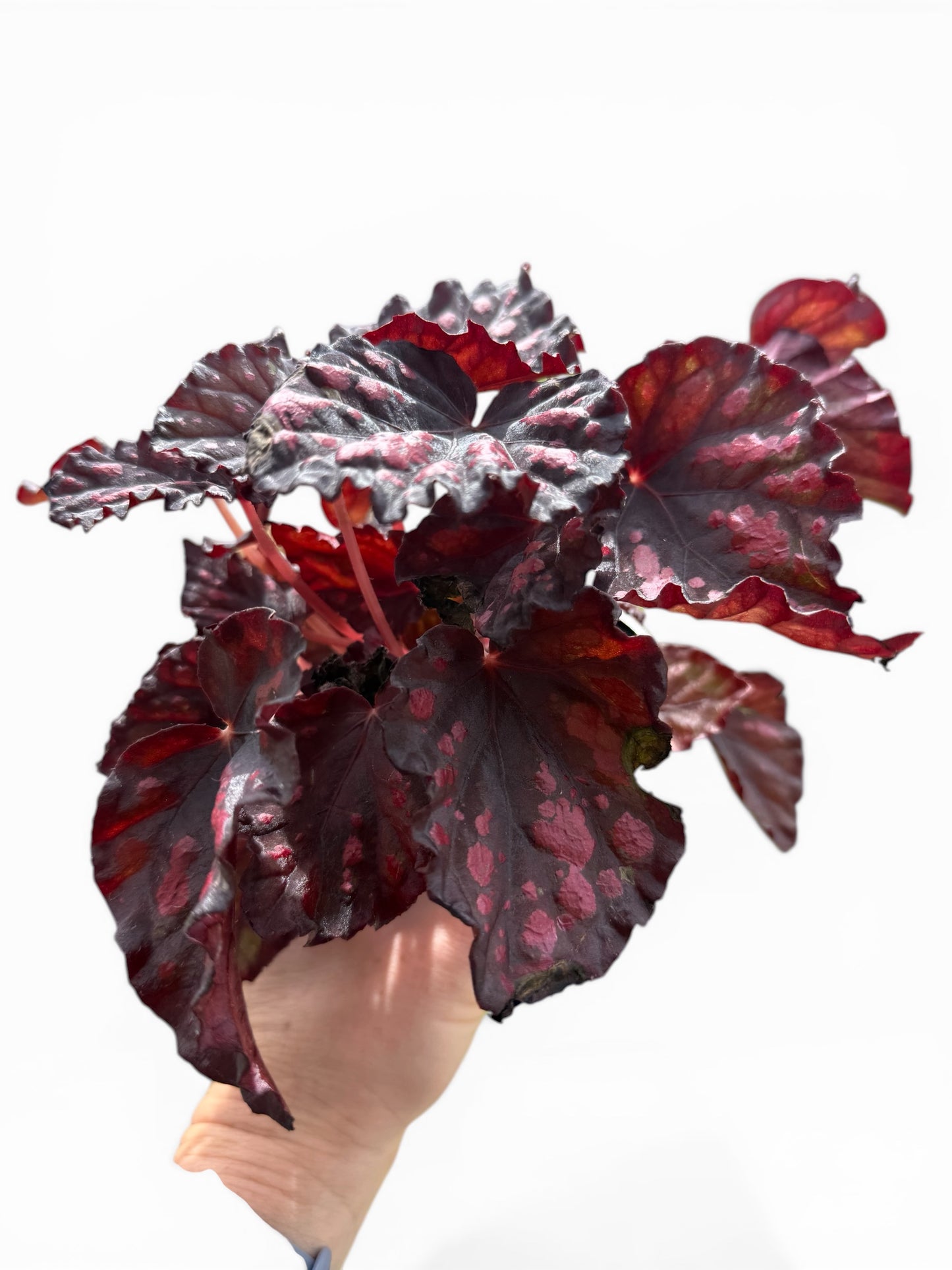 4" Begonia Rex