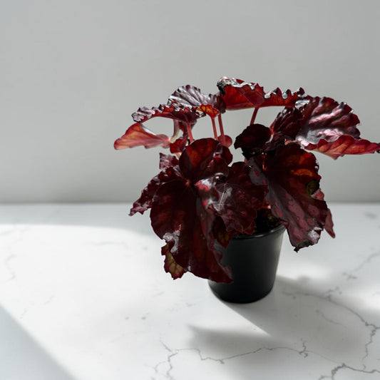 4" Begonia Rex