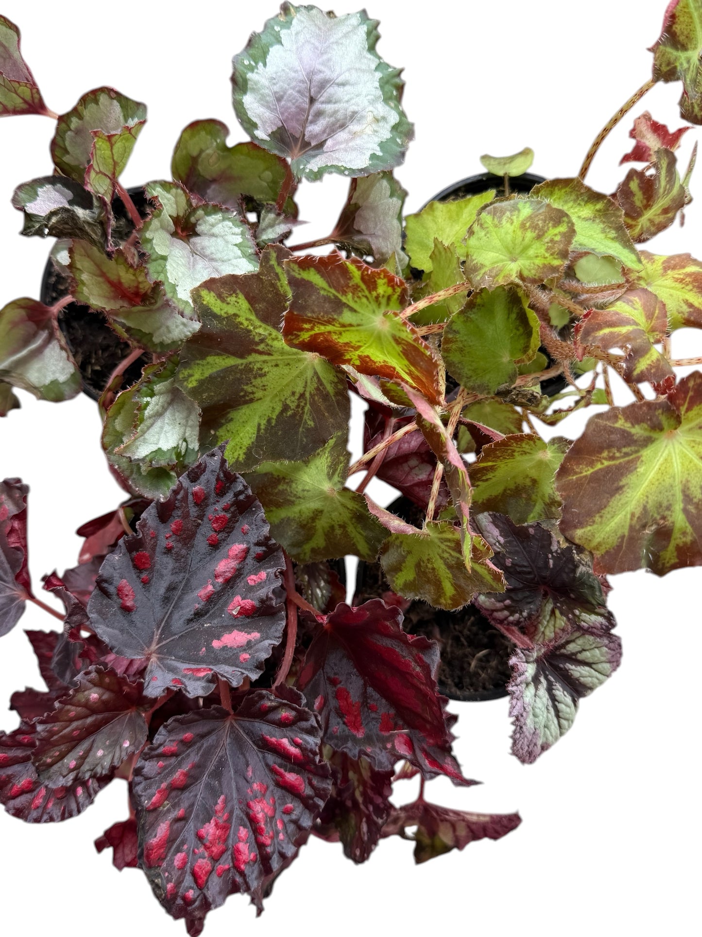 4" Begonia Rex