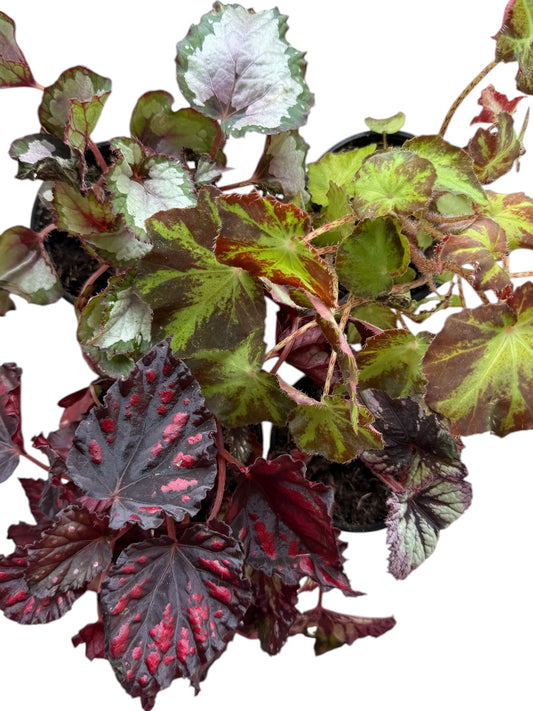 4" Begonia Rex