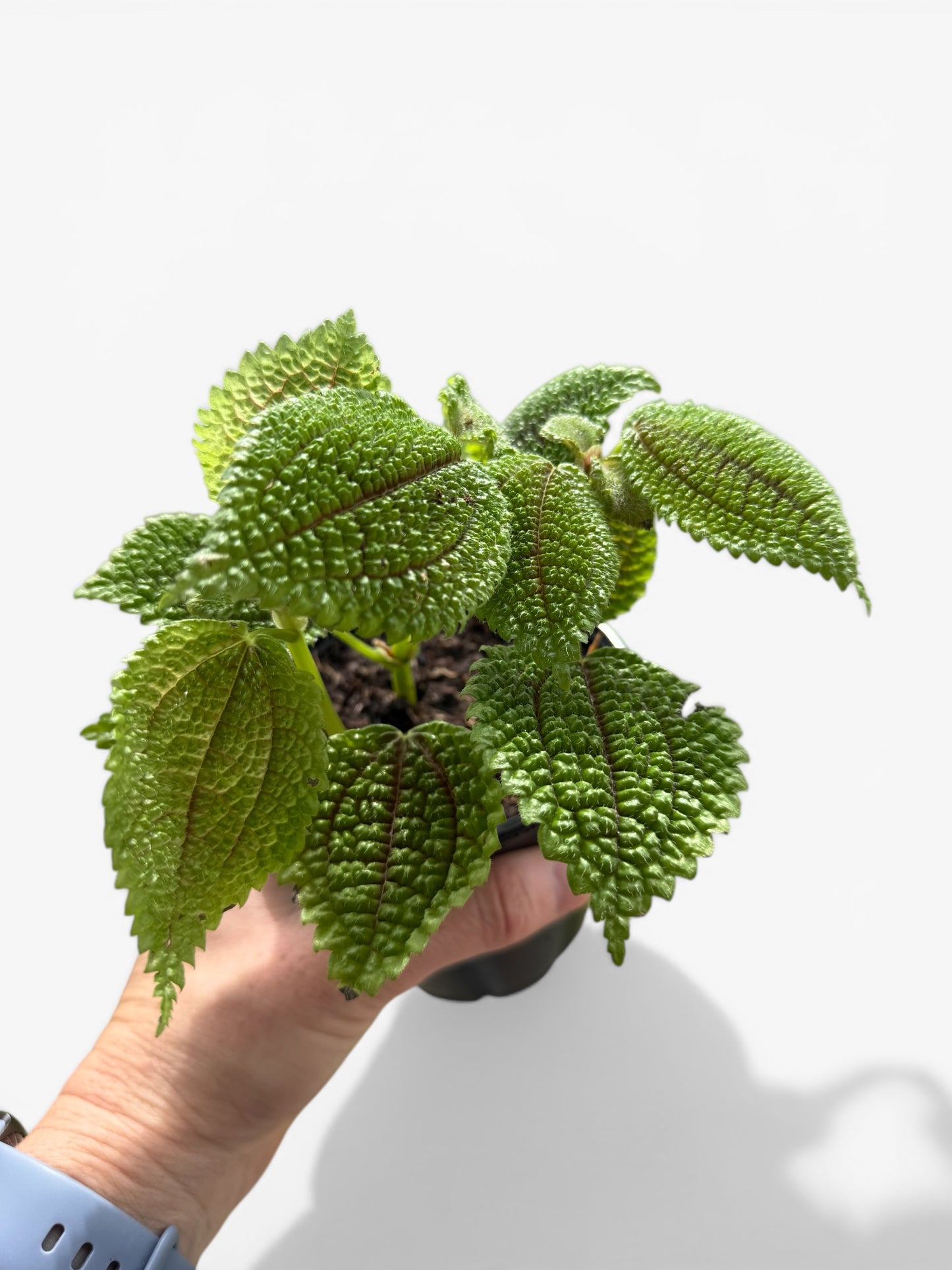 4" Pilea Moon Valley