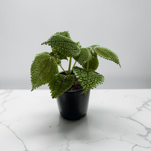 4" Pilea Moon Valley