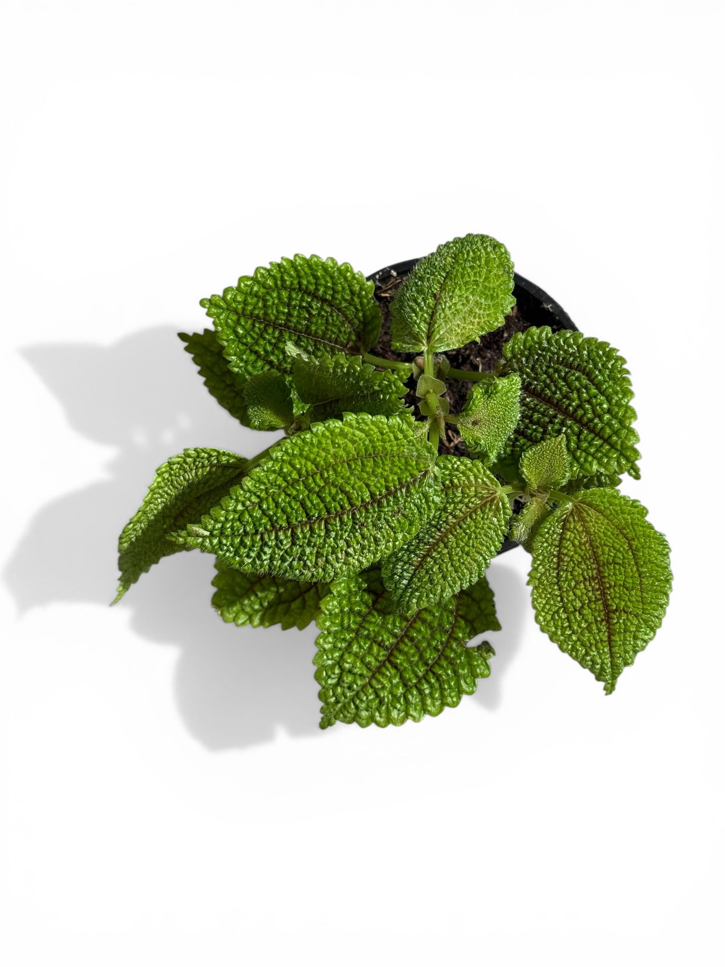 4" Pilea Moon Valley