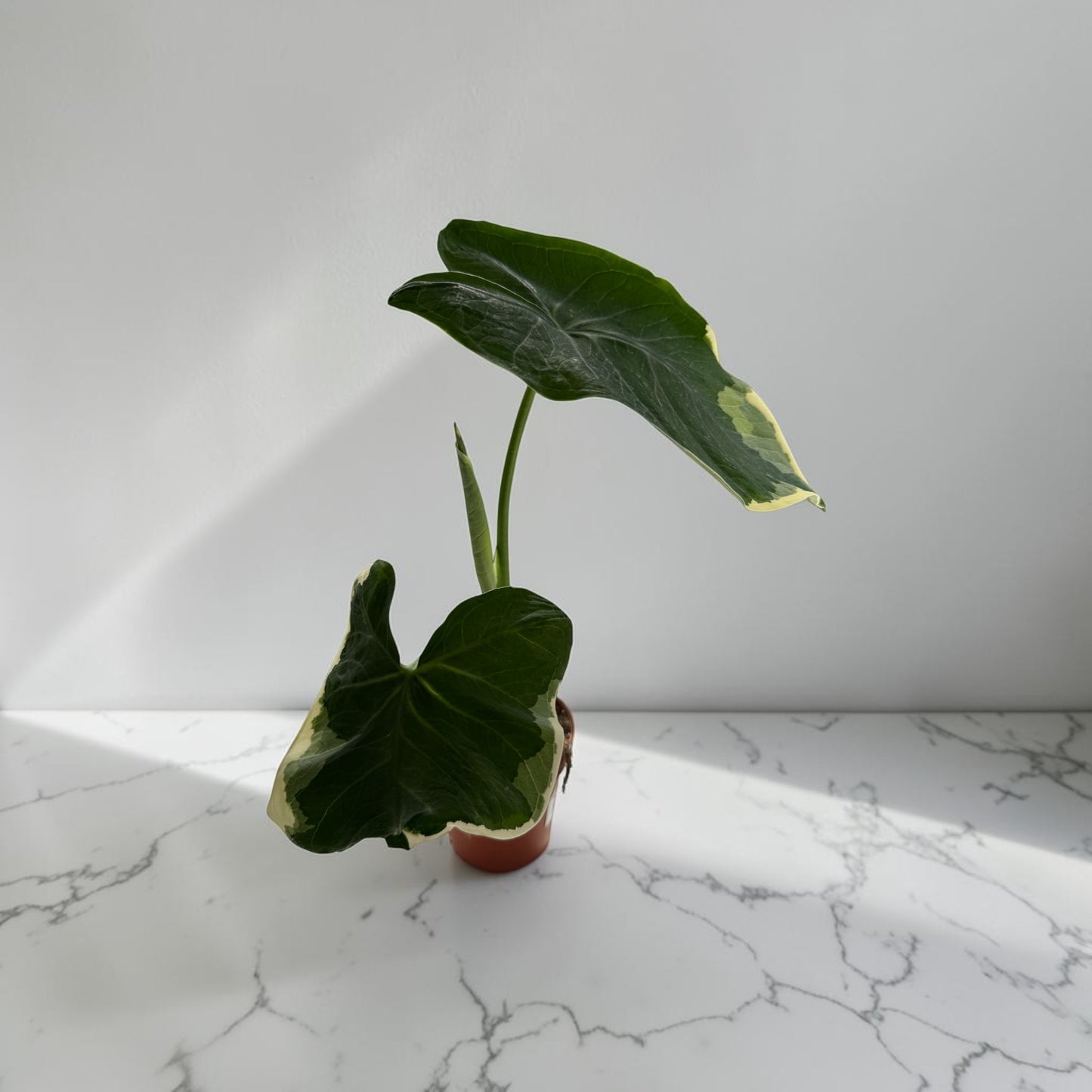 4" Alocasia Mickey Mouse