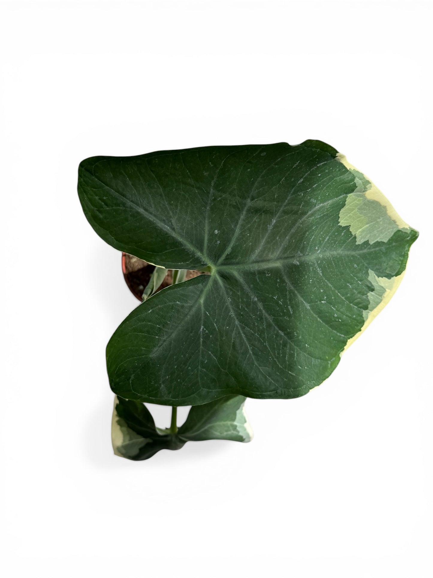4" Alocasia Mickey Mouse