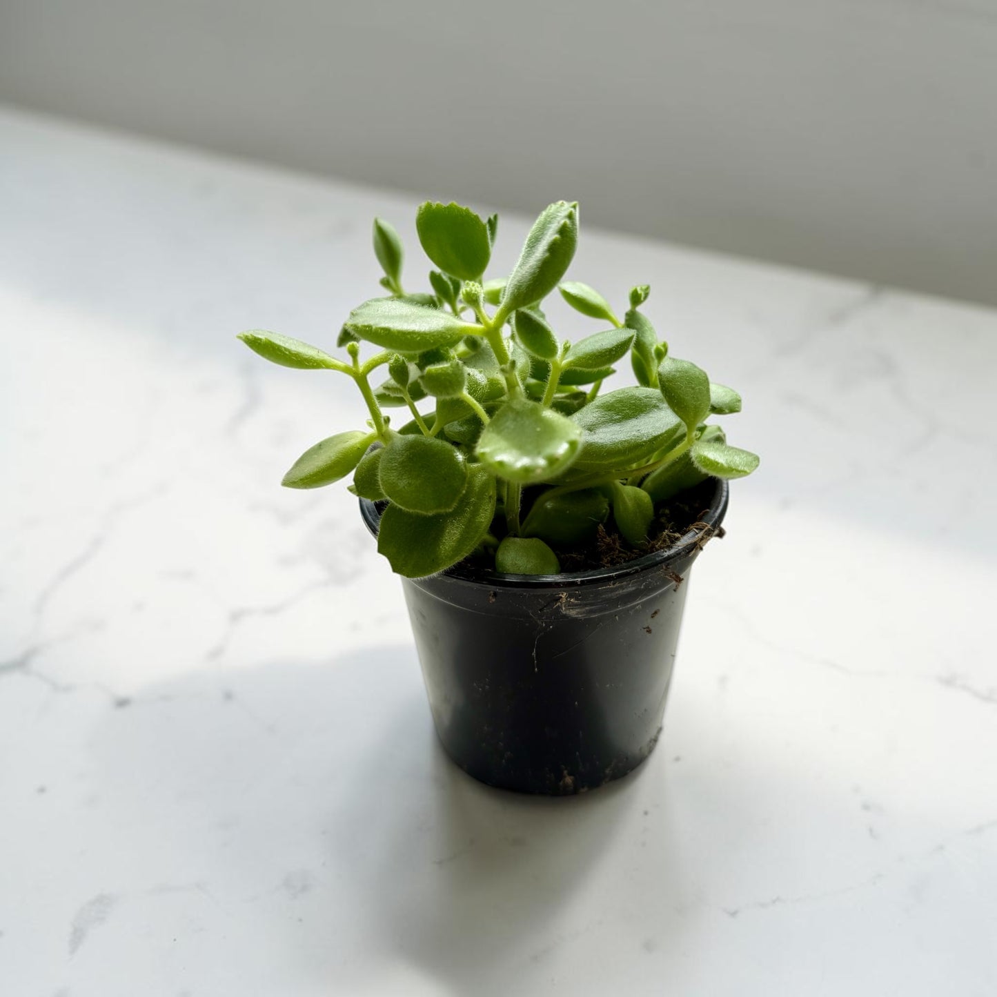 4" Cotyledon Bear Paw Variegated
