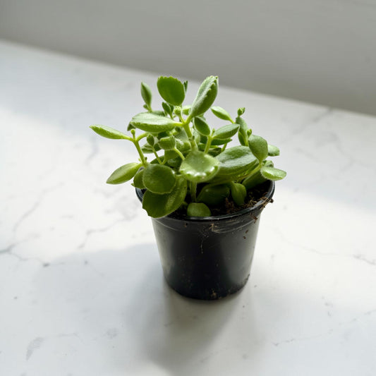 4" Cotyledon Bear Paw Variegated