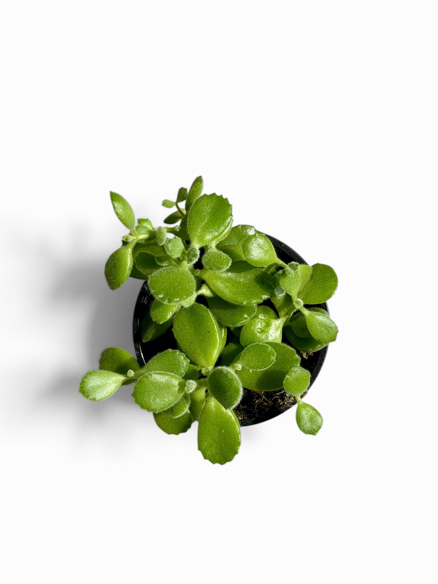 4" Cotyledon Bear Paw Variegated
